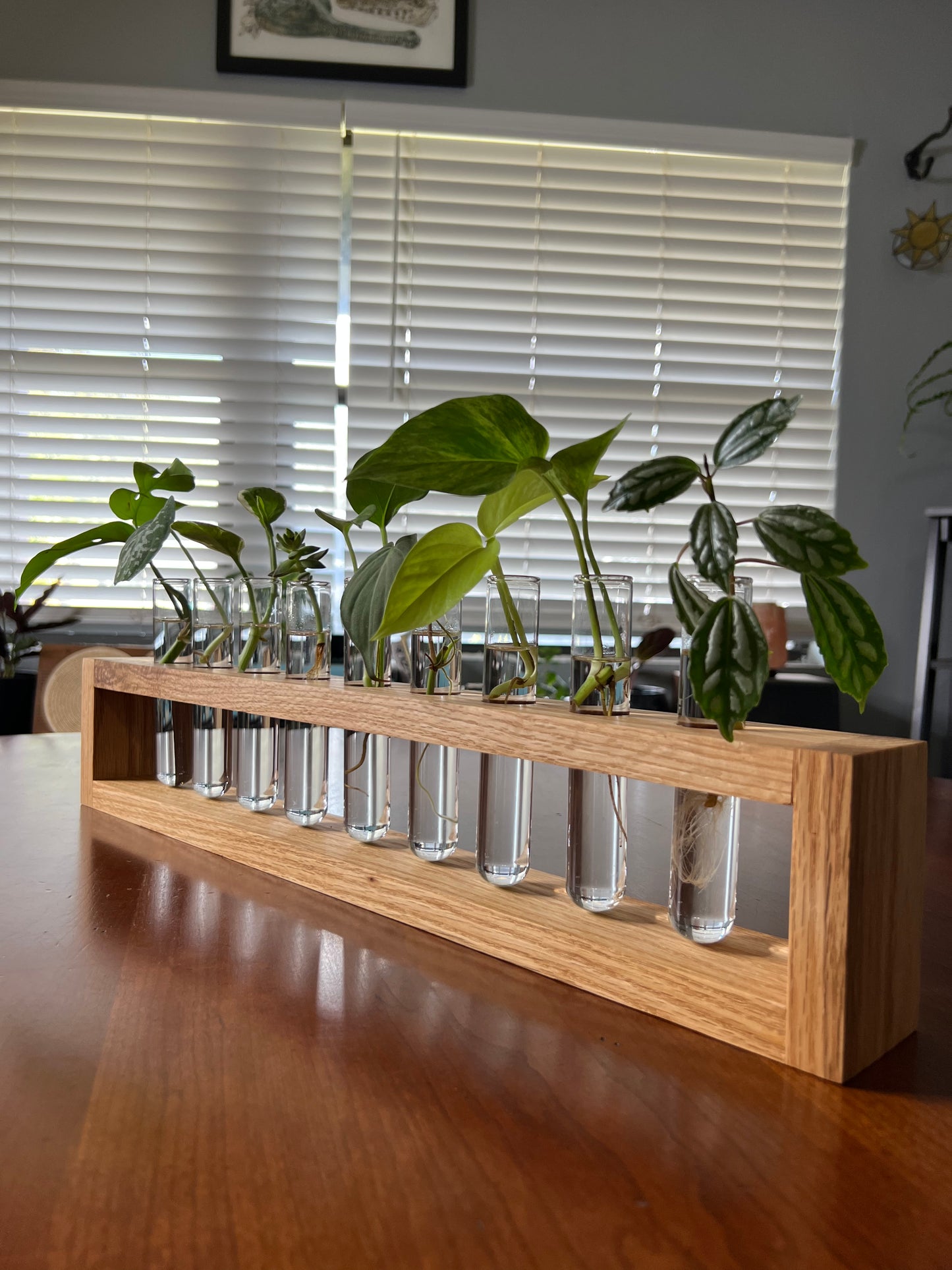 XL Oak Propagation Station