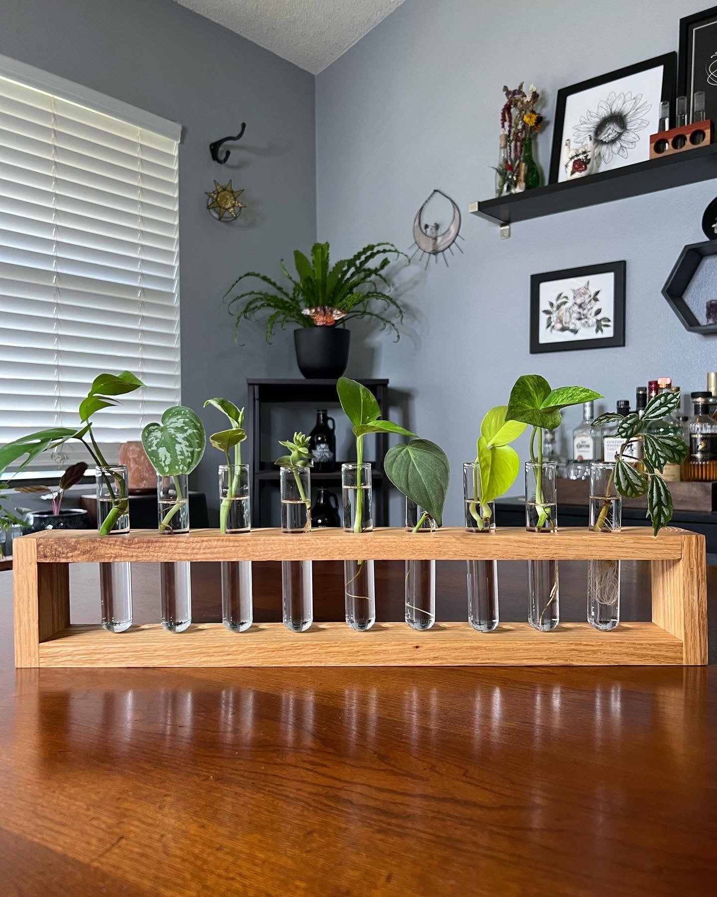 XL Oak Propagation Station