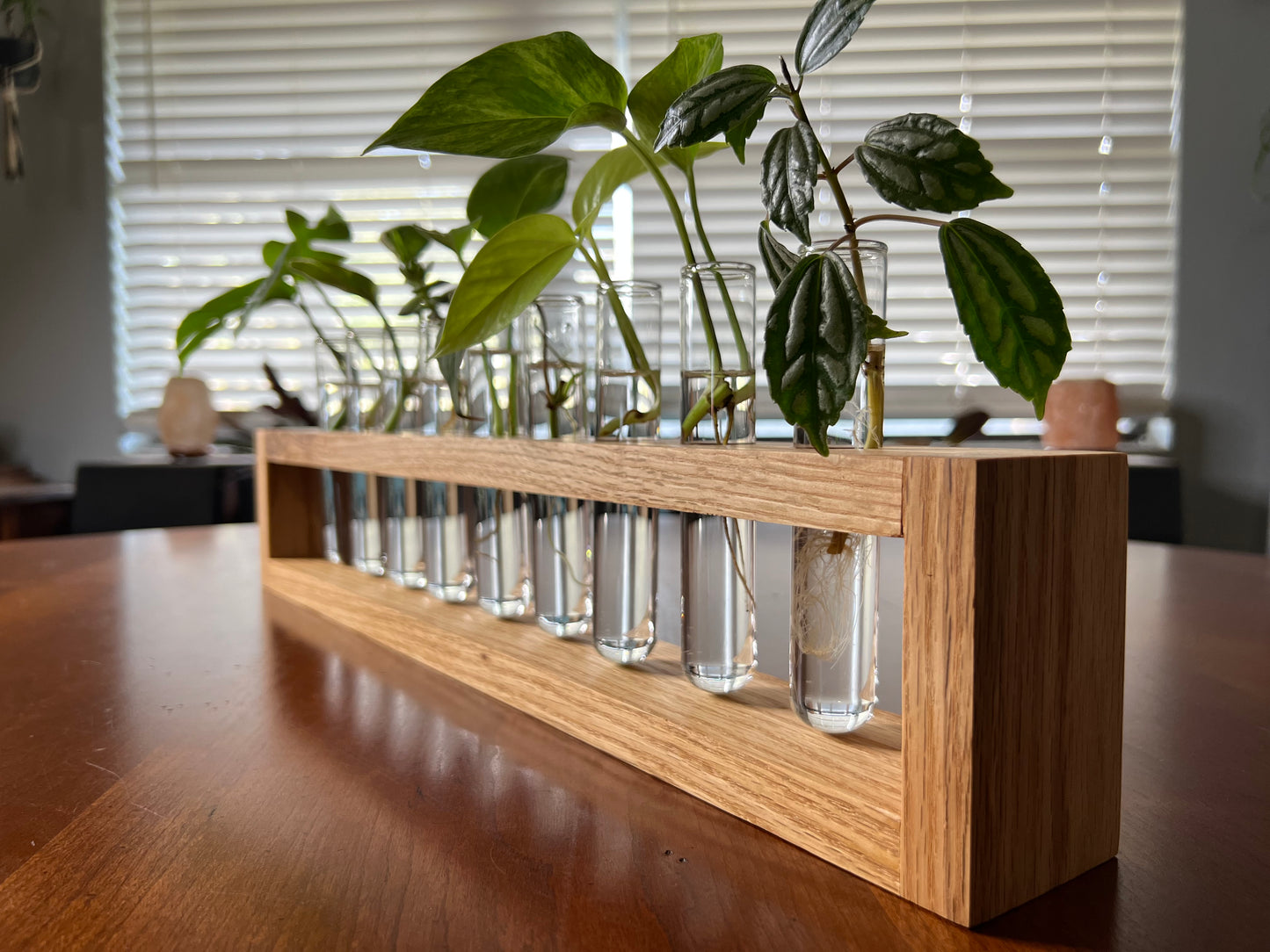 XL Oak Propagation Station