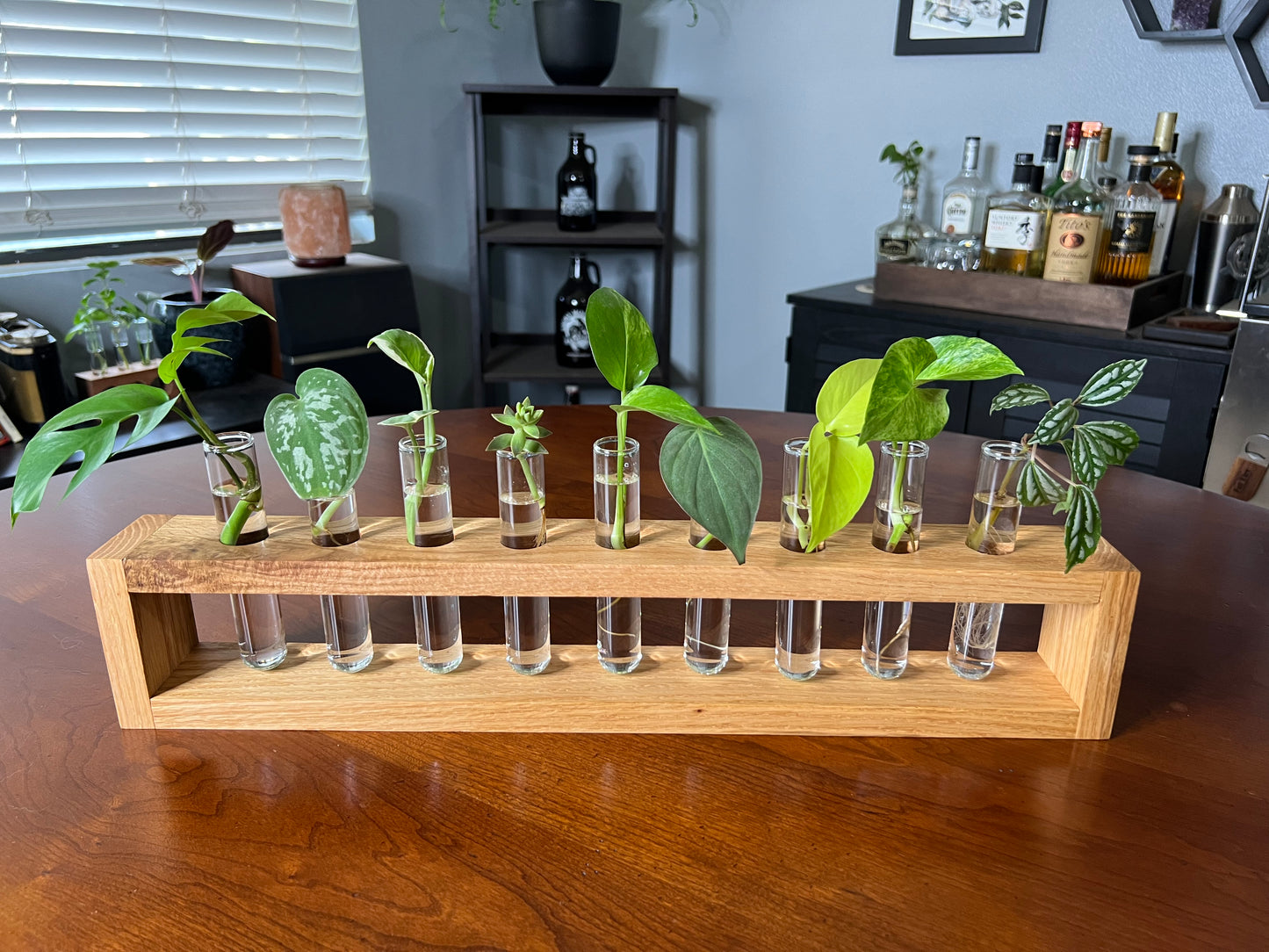 XL Oak Propagation Station