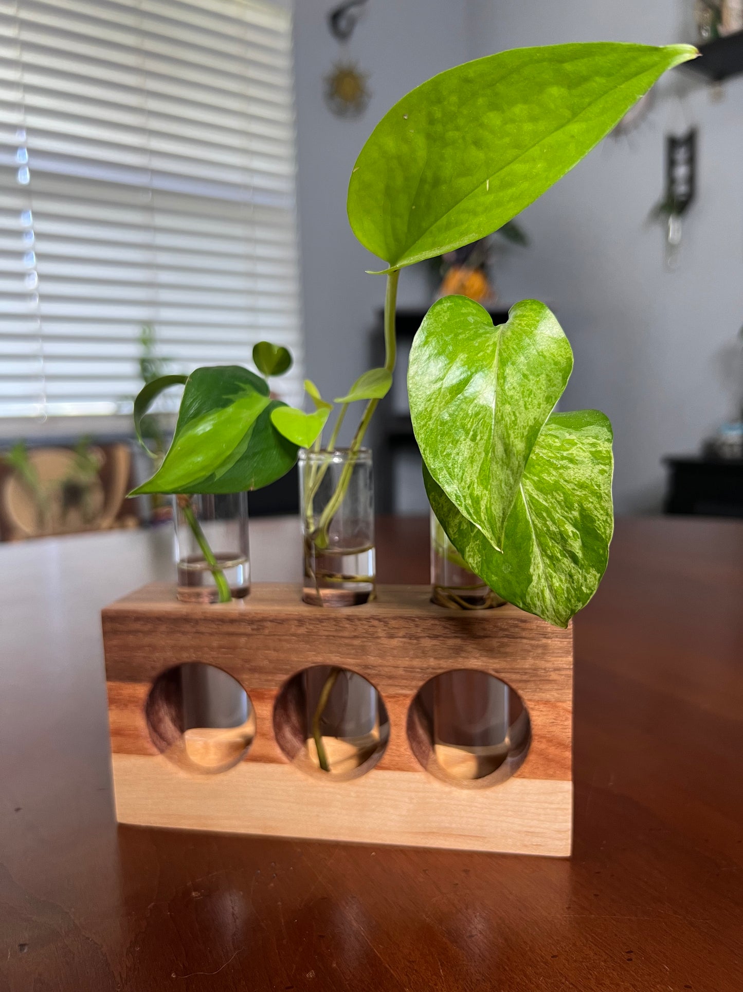 Tricolor Natural Propagation Station (Triple)