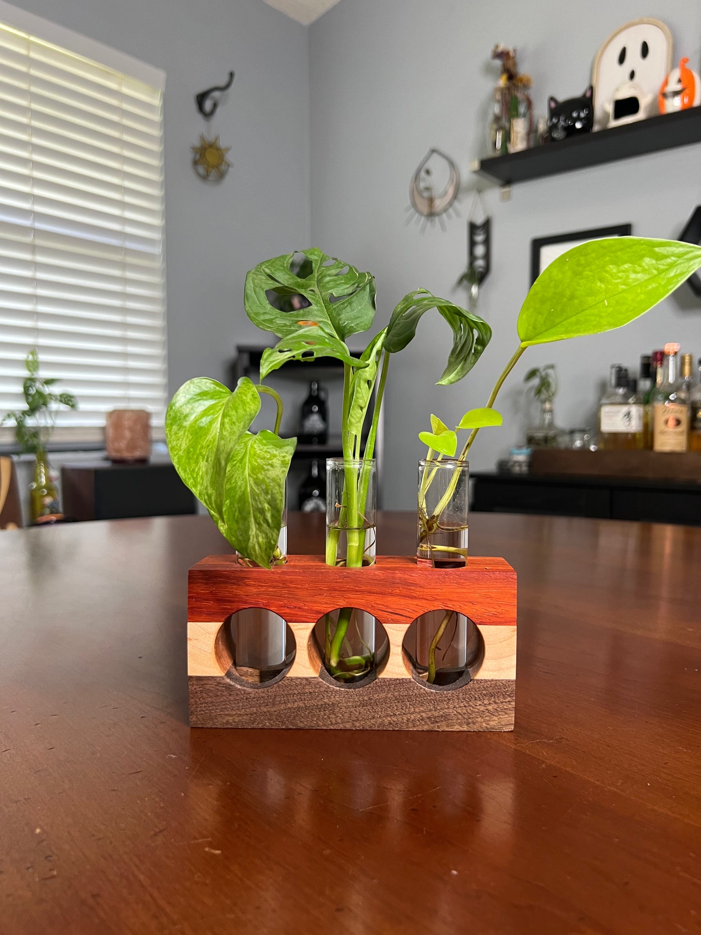 Tricolor Paduck Propagation Station (triple)