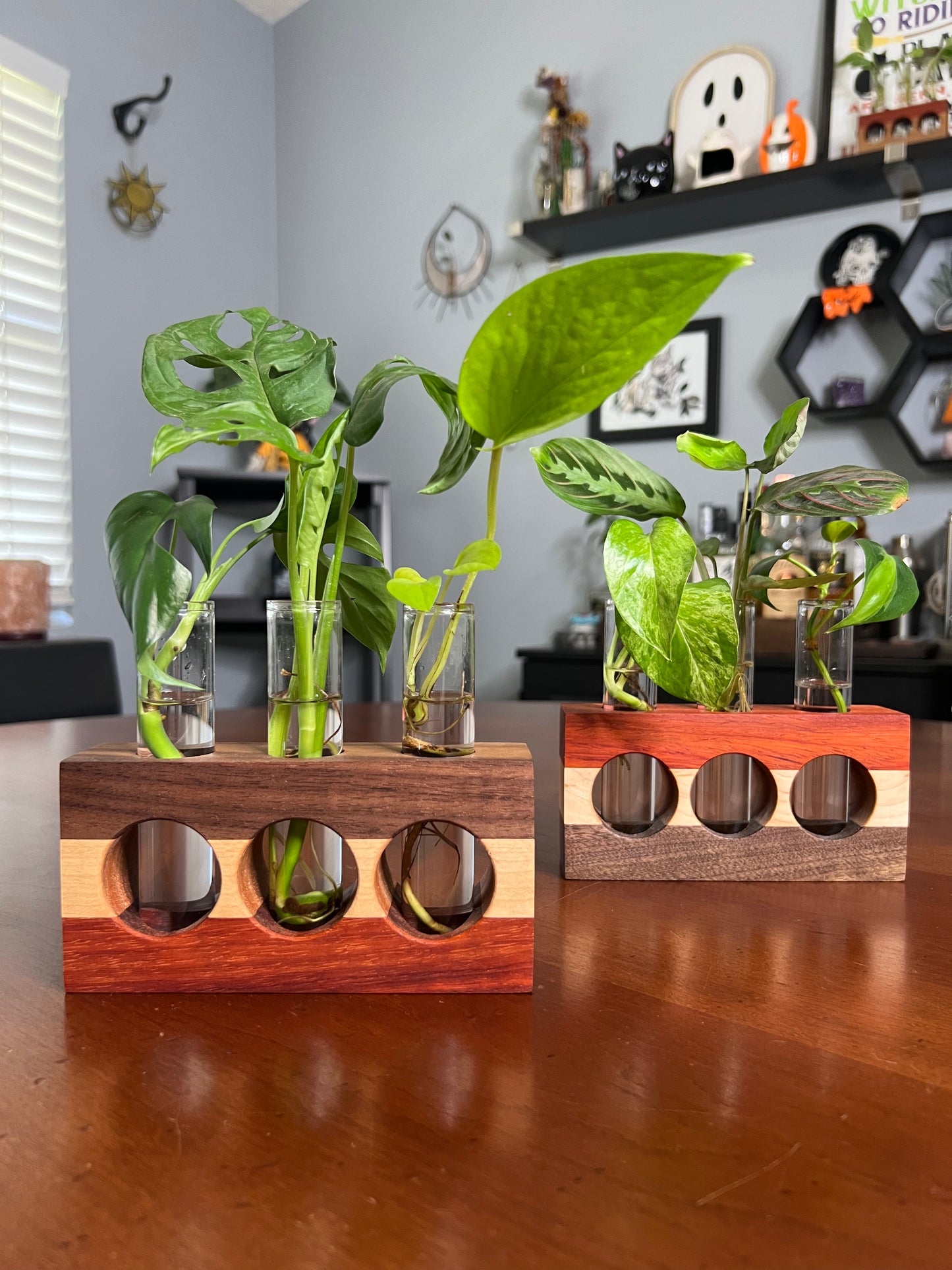 Tricolor Paduck Propagation Station (triple)
