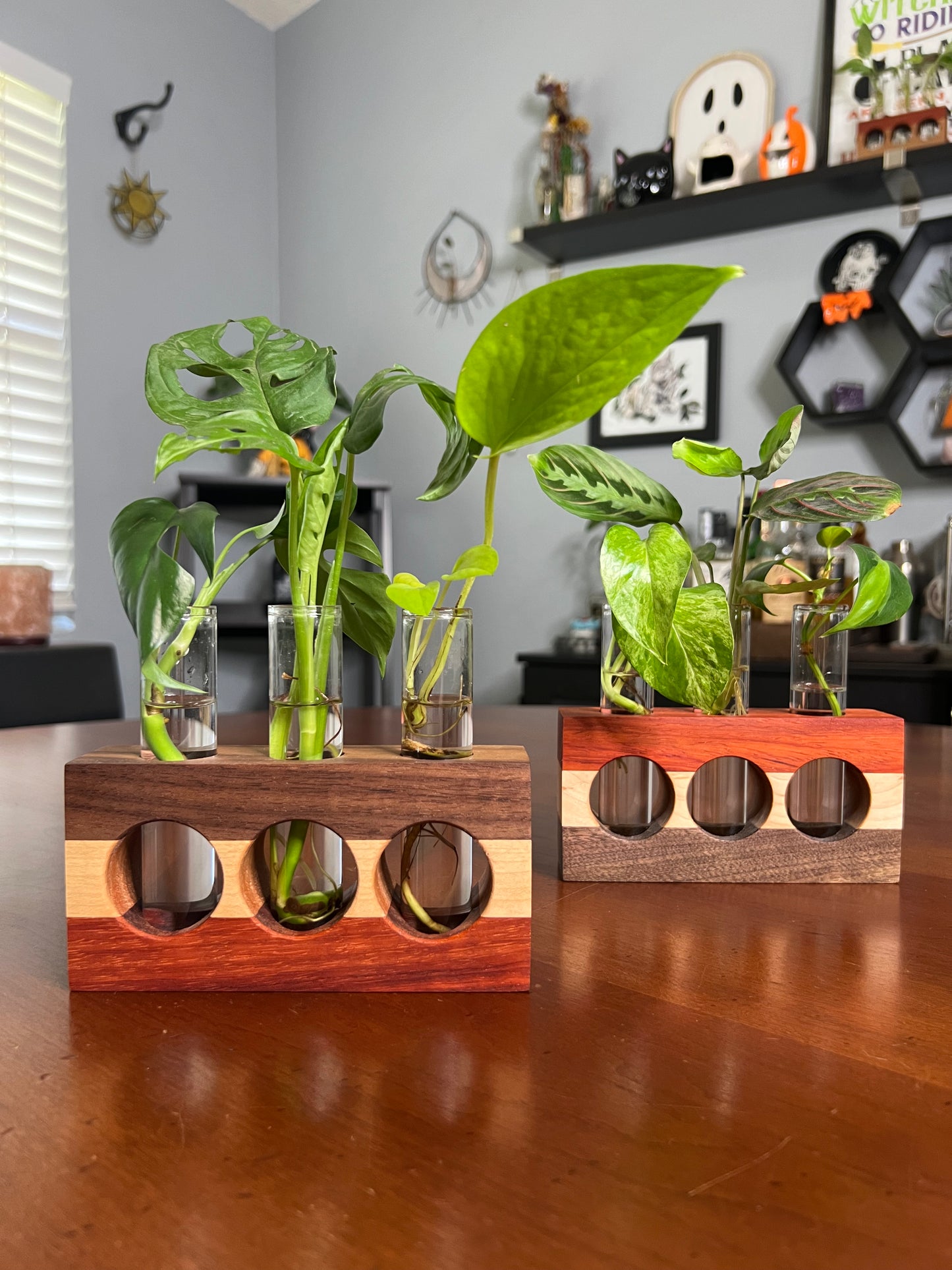Tricolor Paduck Propagation Station (triple)