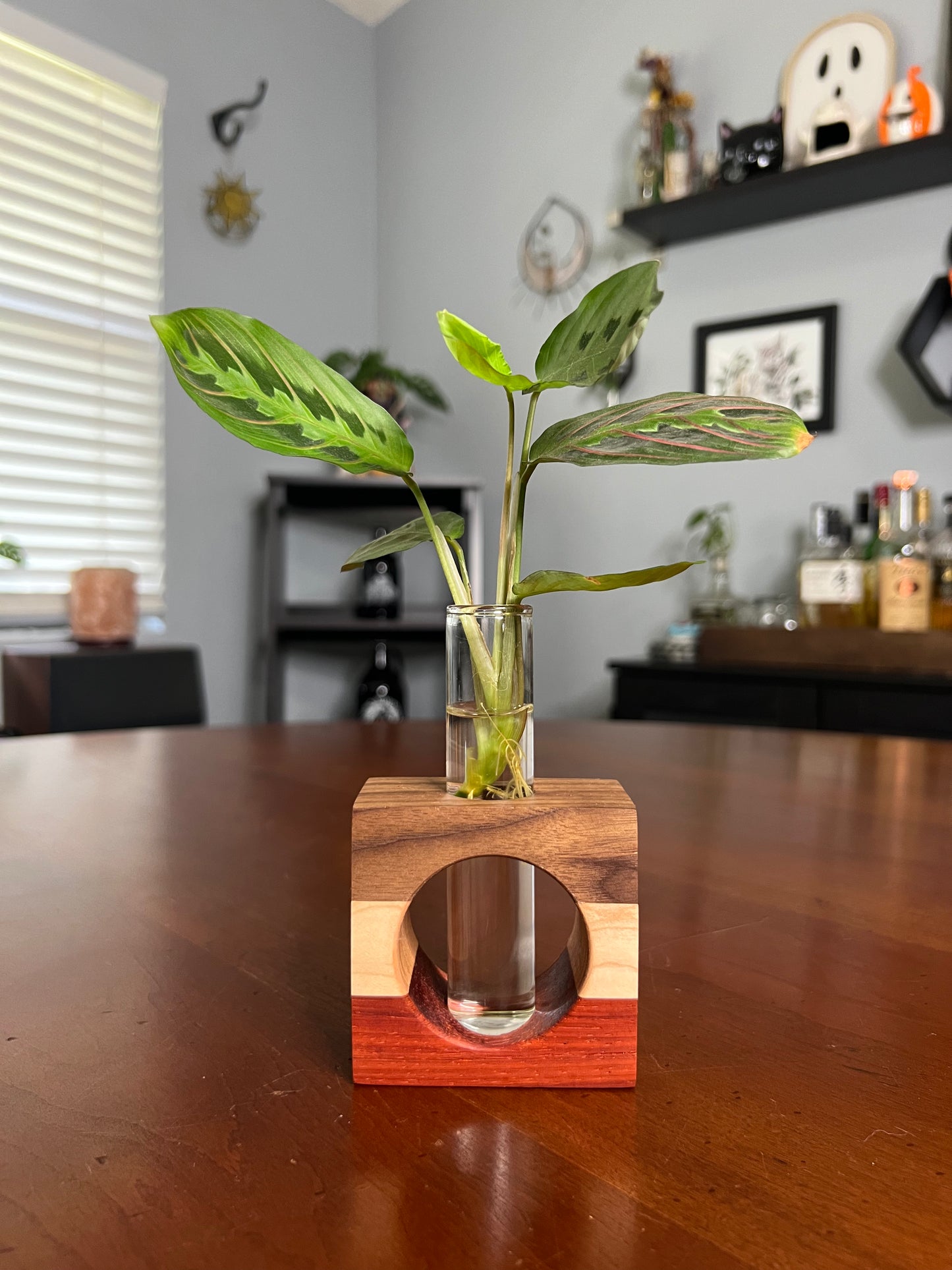 Tricolor Paduck Propagation Station (single)