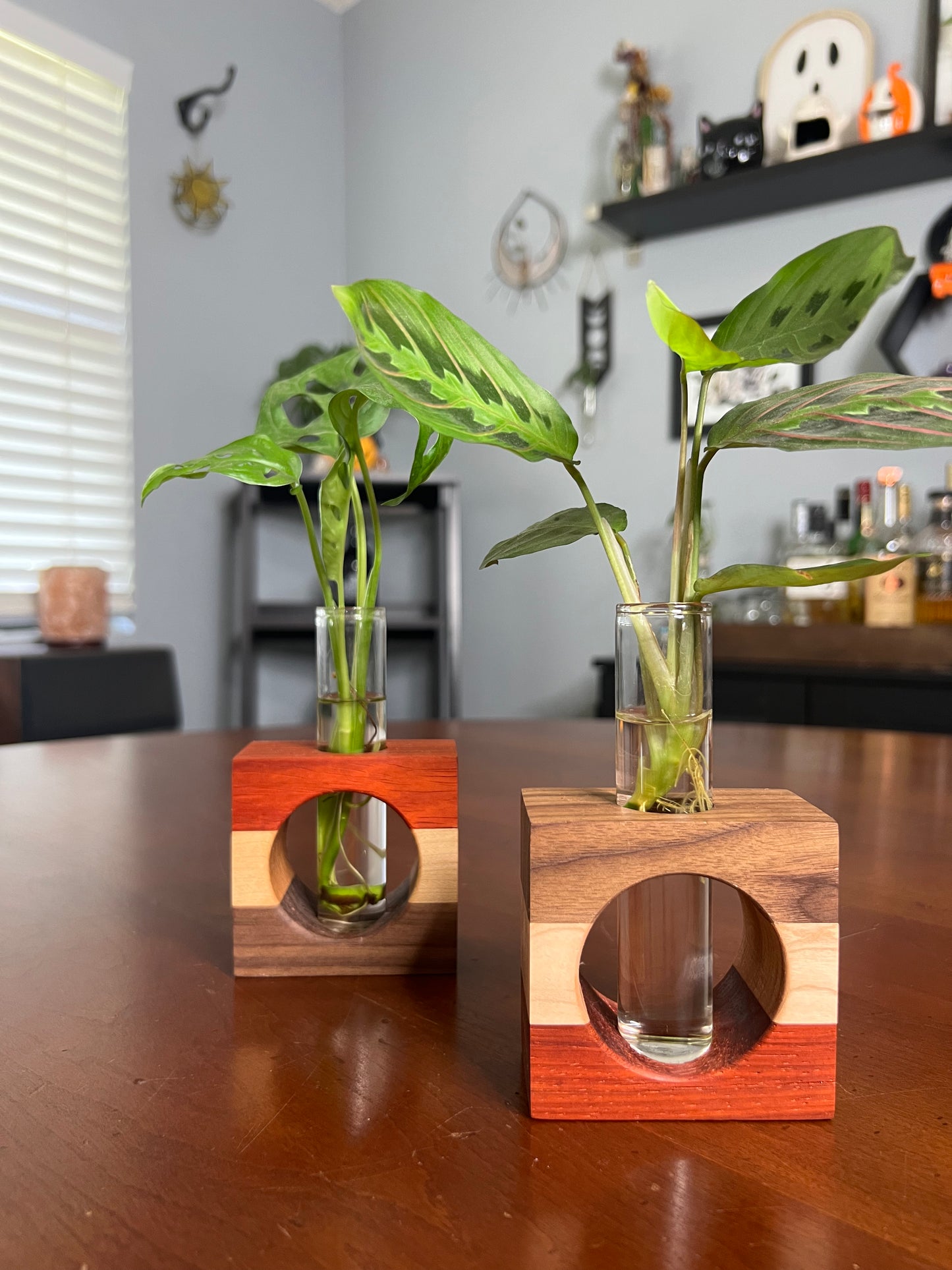 Tricolor Paduck Propagation Station (single)