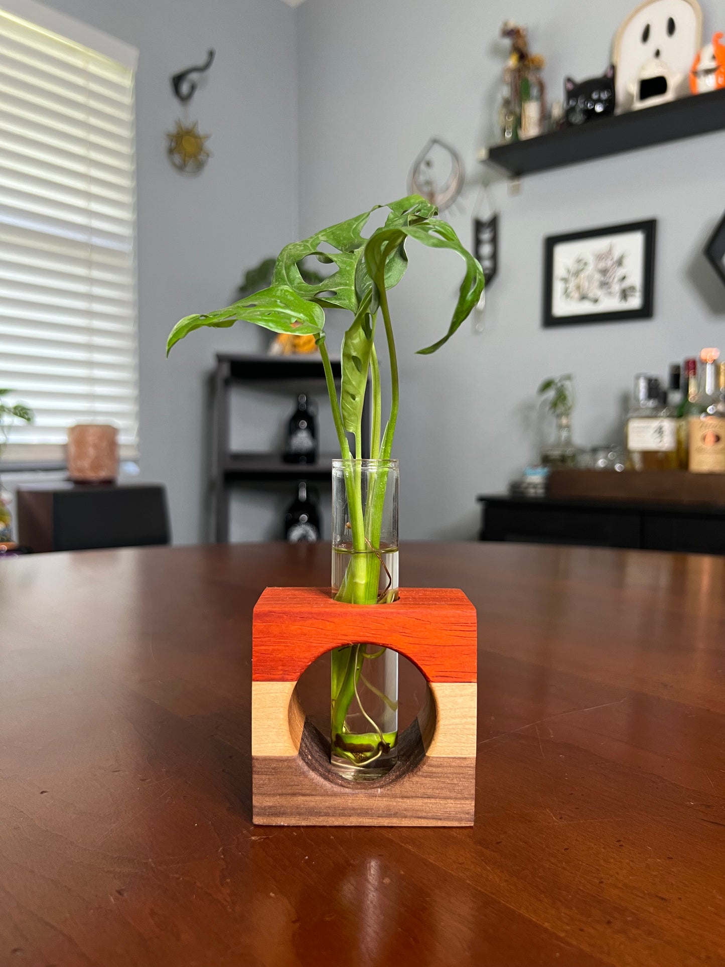 Tricolor Paduck Propagation Station (single)