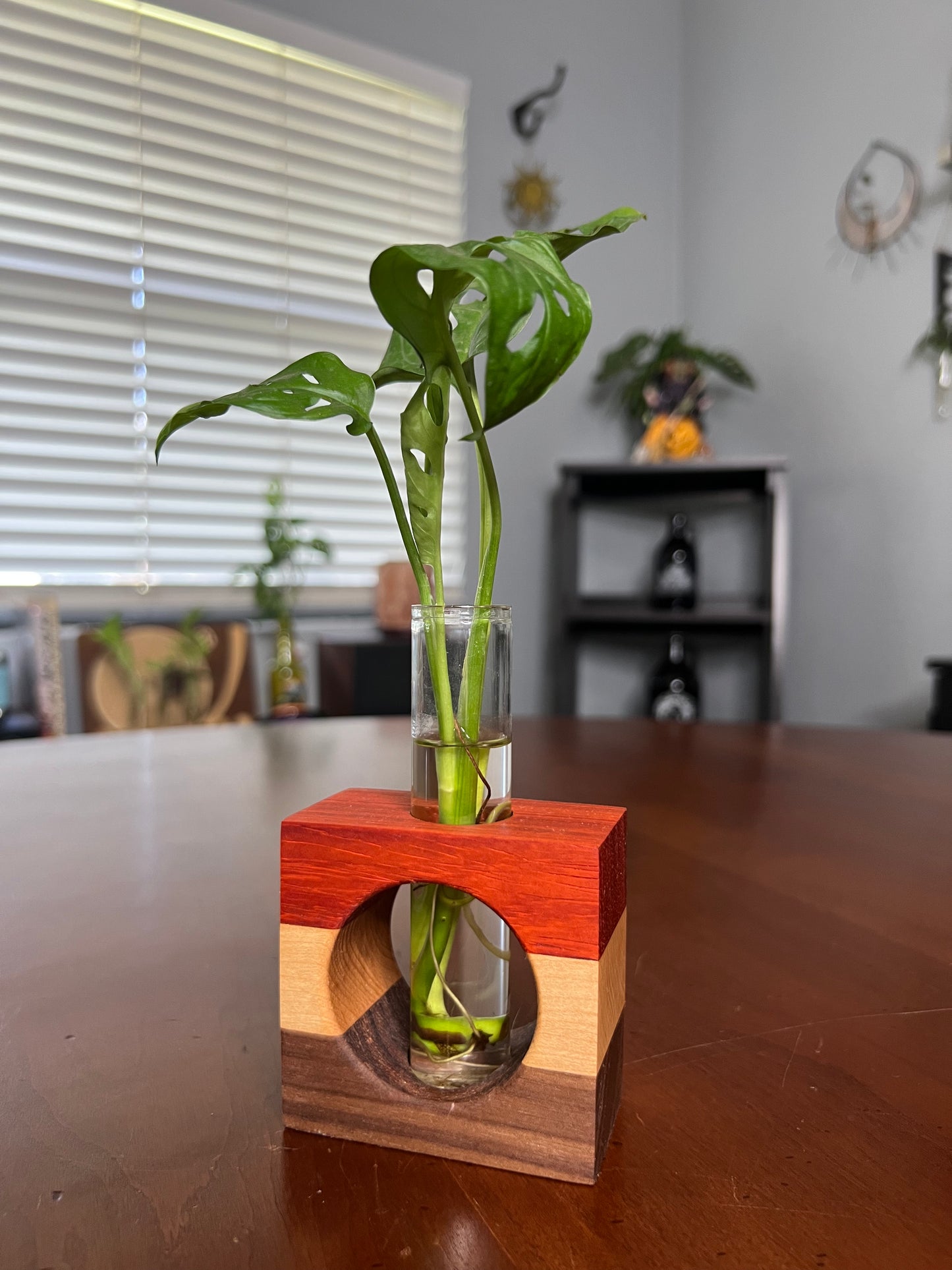 Tricolor Paduck Propagation Station (single)