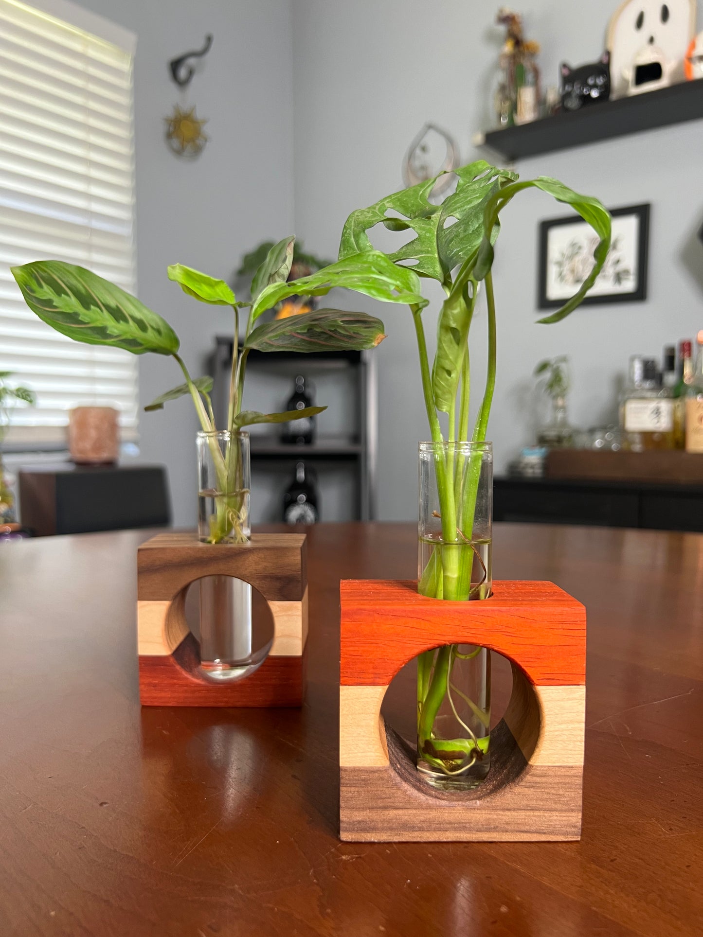 Tricolor Paduck Propagation Station (single)