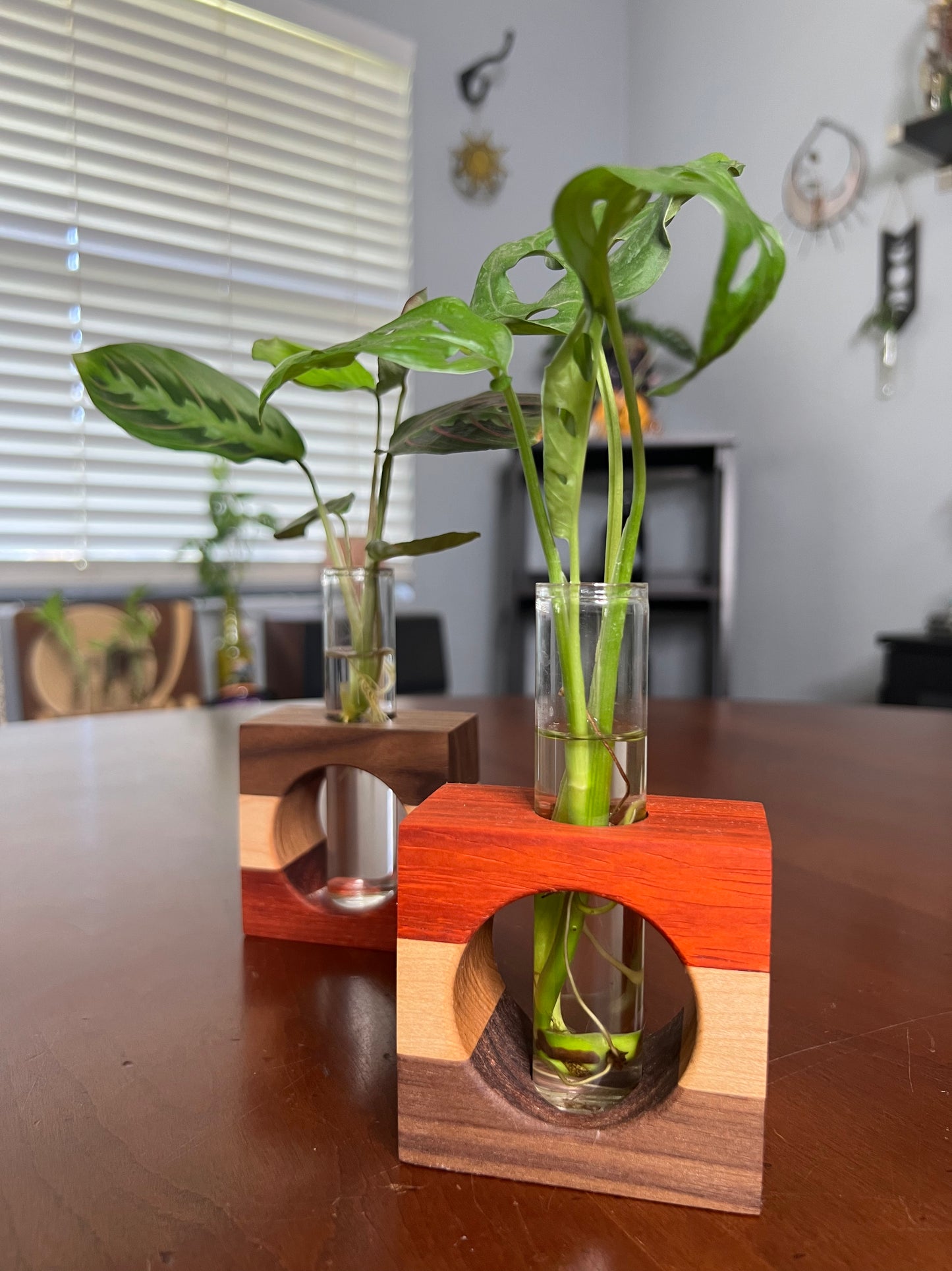 Tricolor Paduck Propagation Station (single)