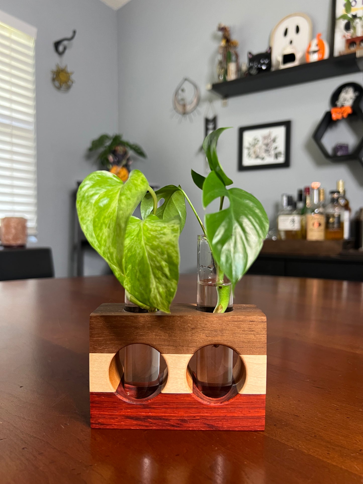 Tricolor Paduck Propagation Station (Double)