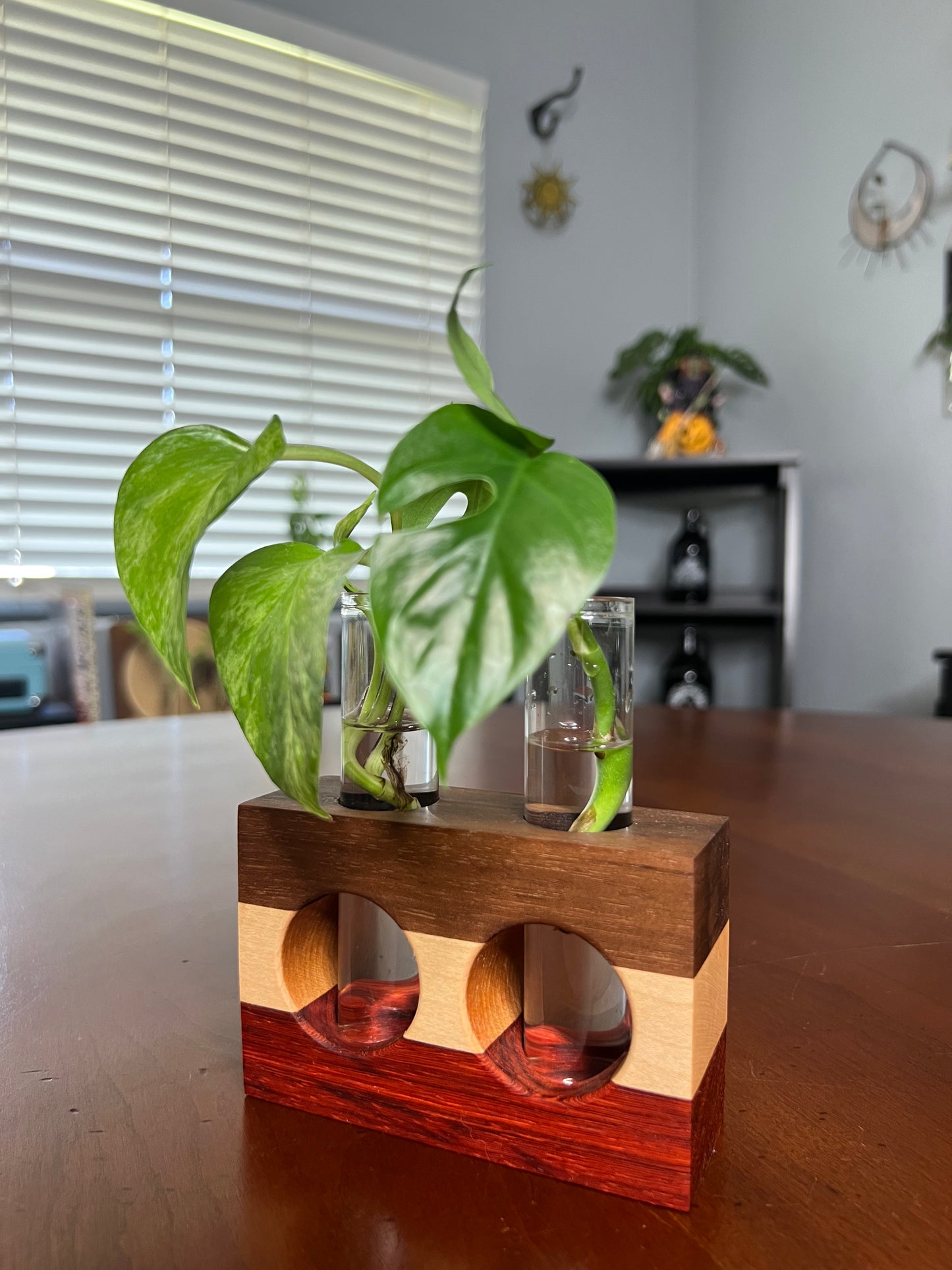 Tricolor Paduck Propagation Station (Double)