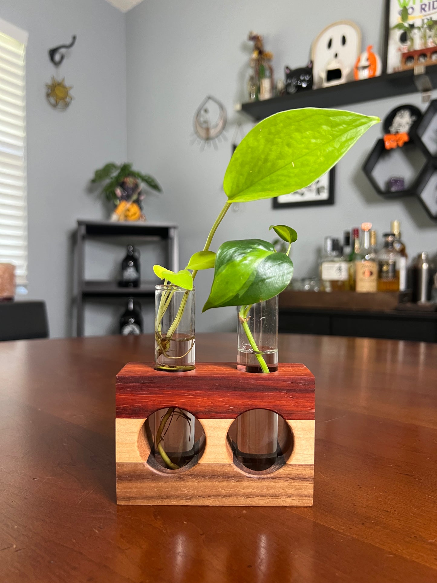 Tricolor Paduck Propagation Station (Double)