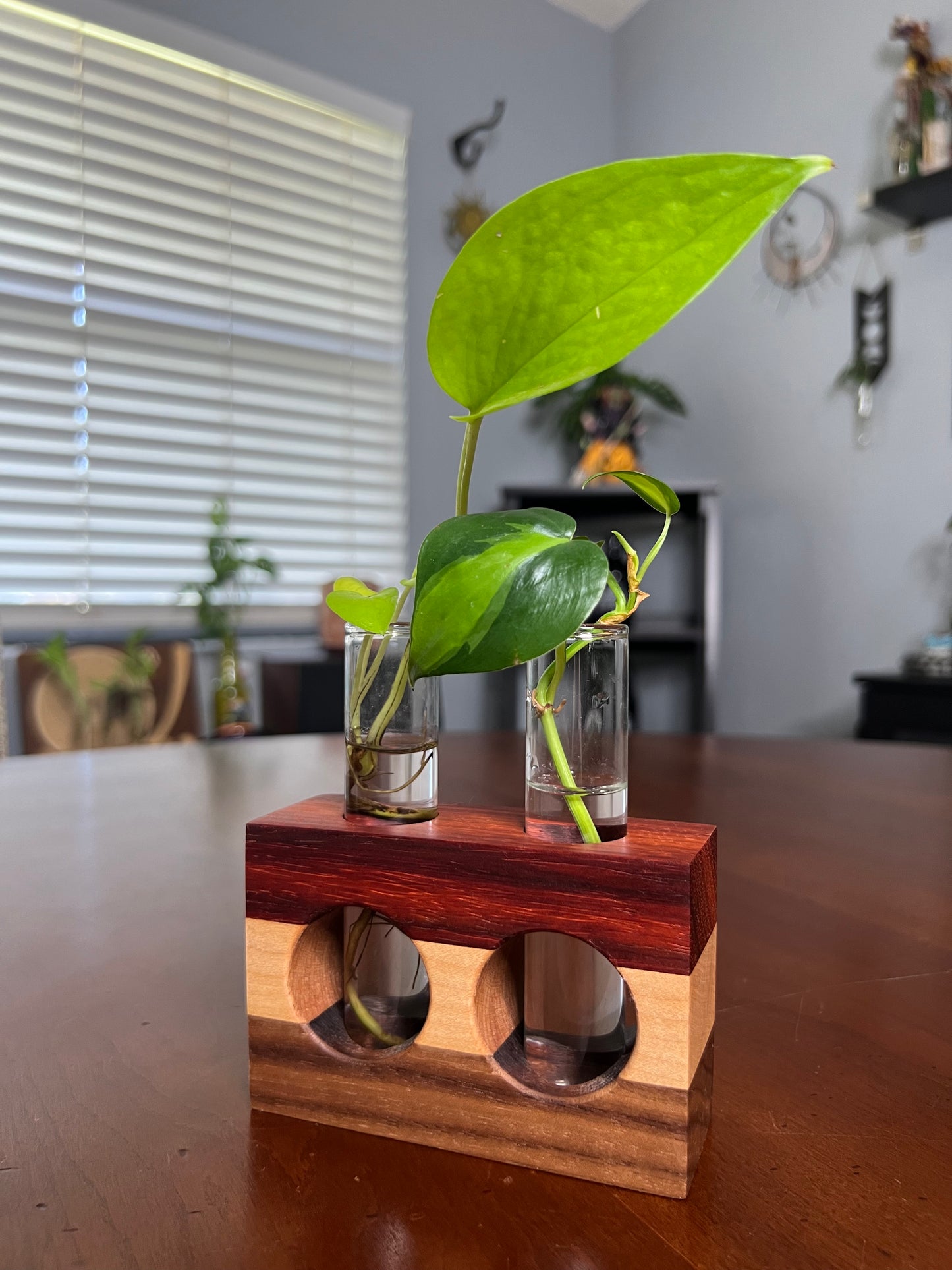 Tricolor Paduck Propagation Station (Double)