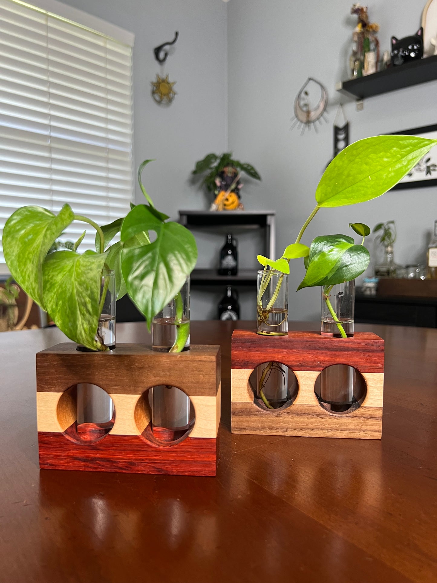 Tricolor Paduck Propagation Station (Double)