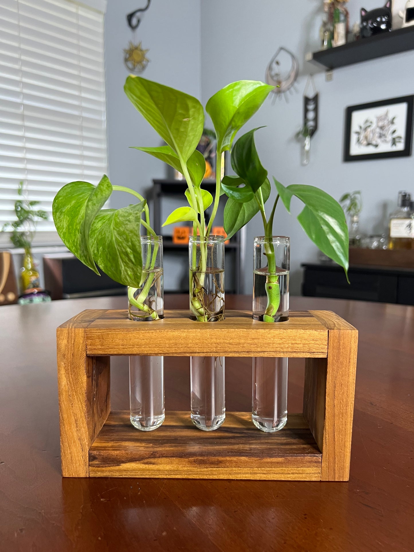 Teak Propagation Station