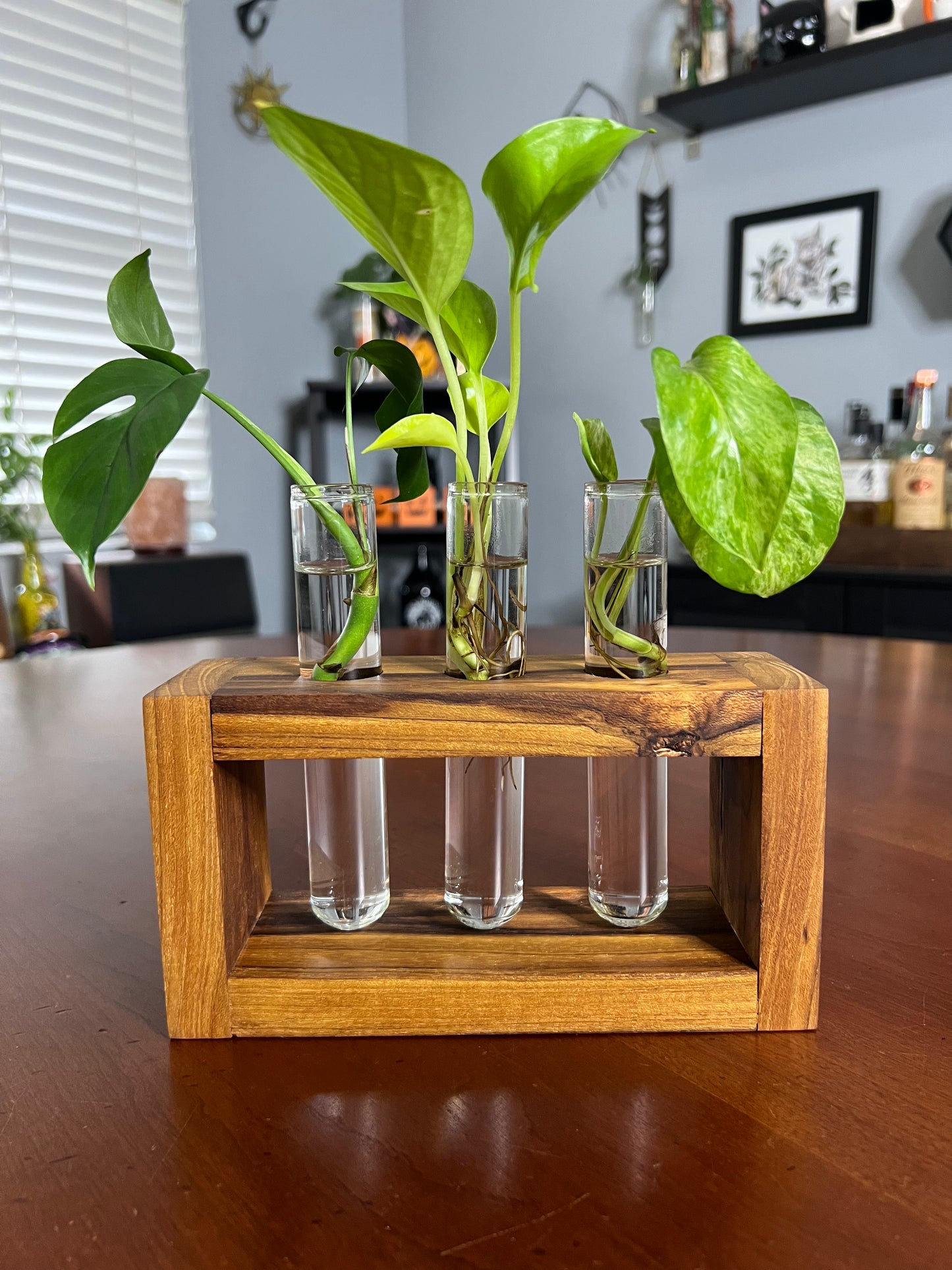 Teak Propagation Station