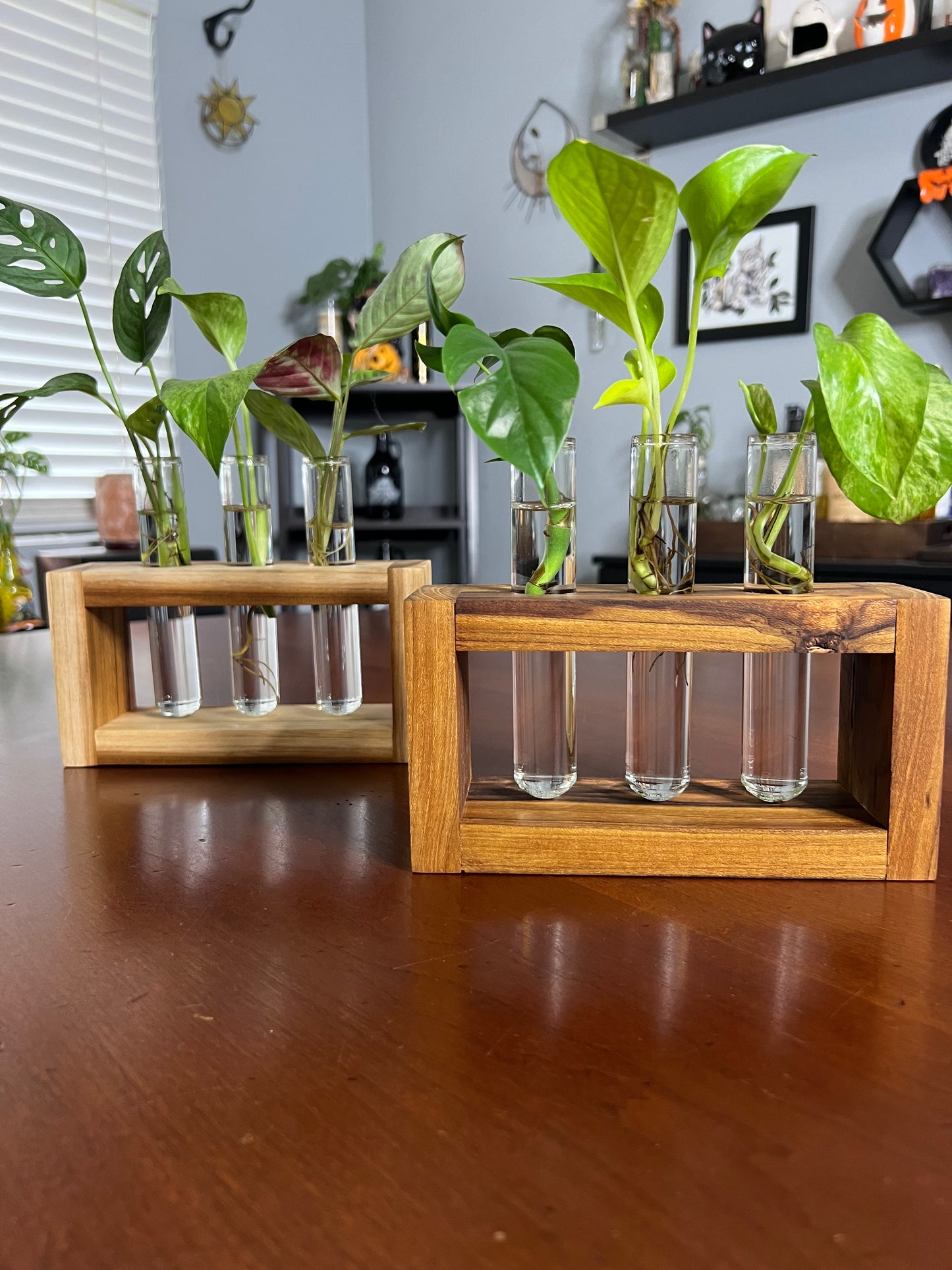 Teak Propagation Station
