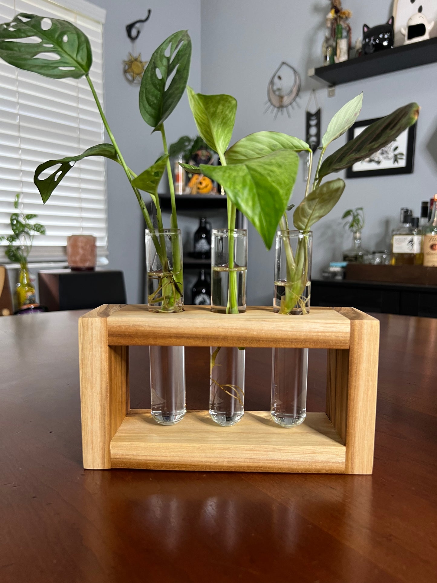 Teak Propagation Station