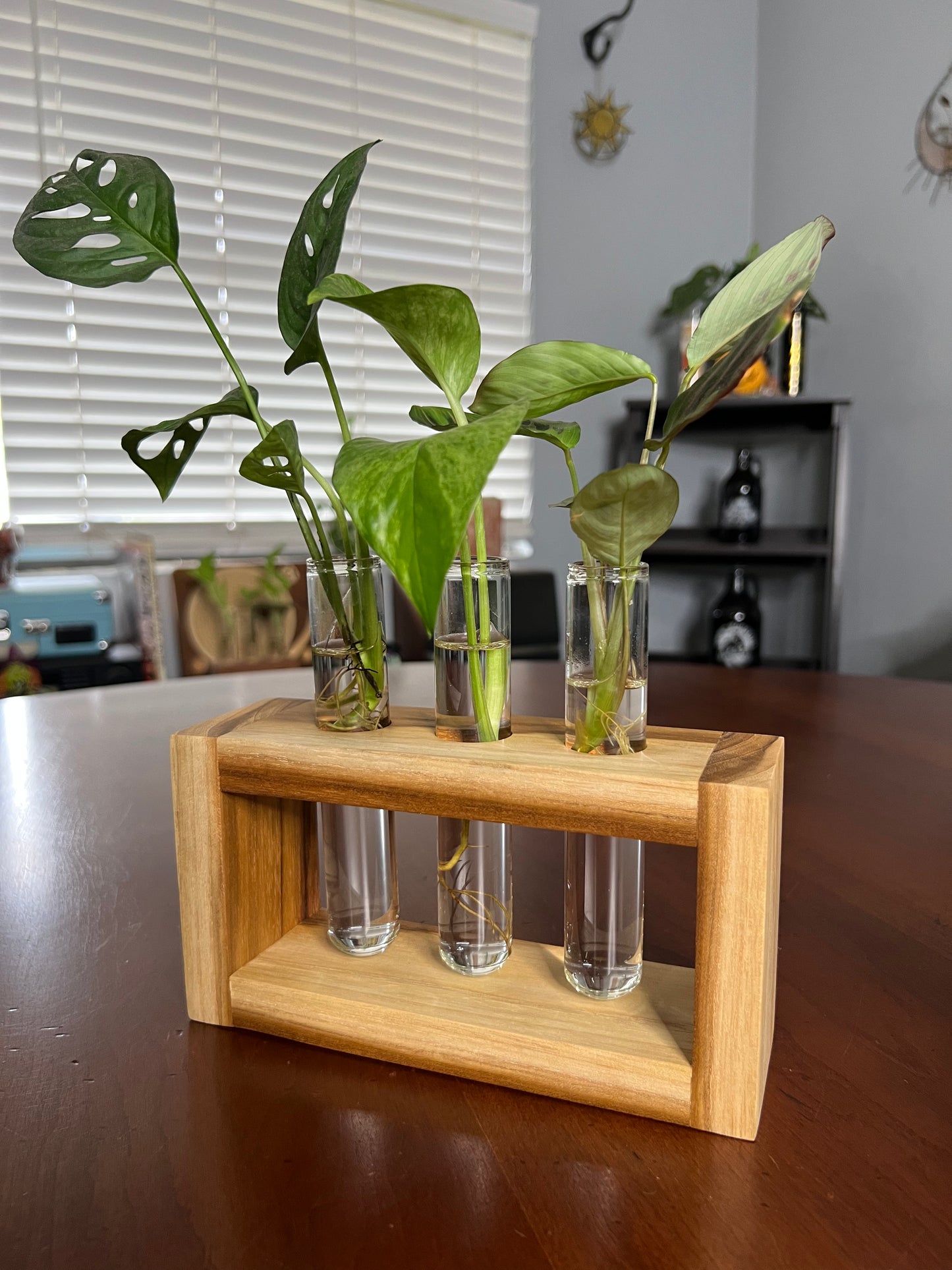 Teak Propagation Station