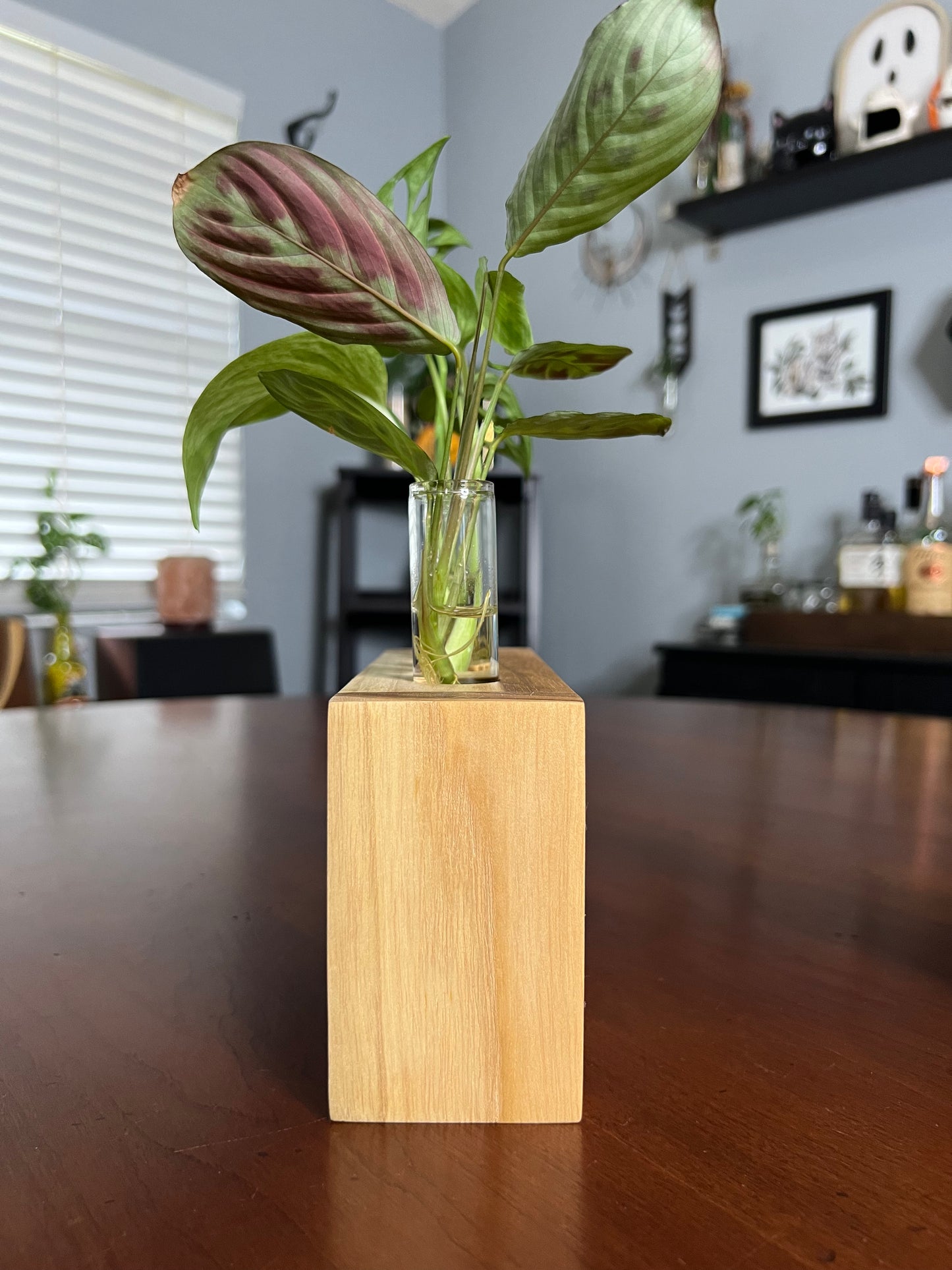 Teak Propagation Station
