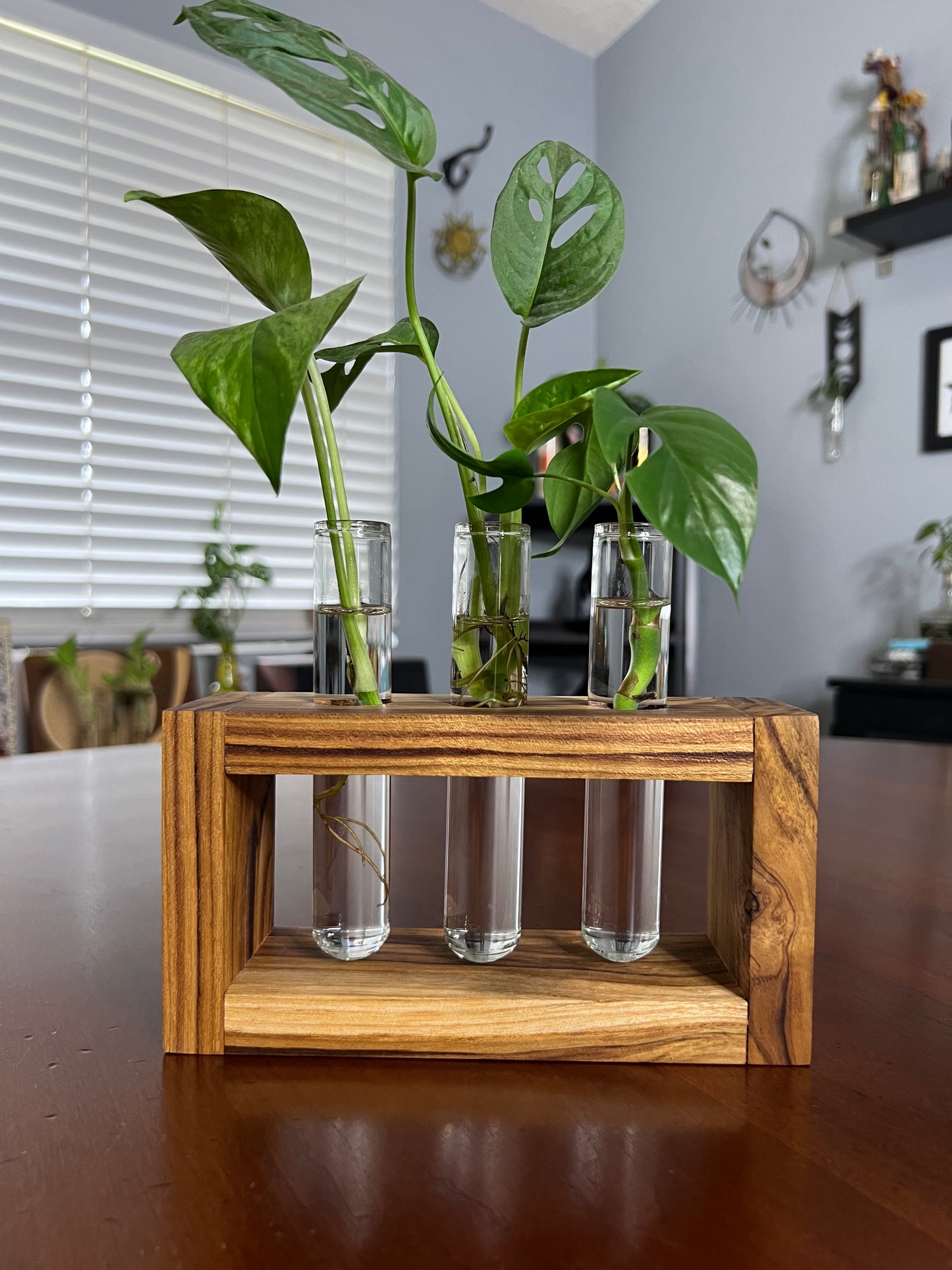 Teak Propagation Station