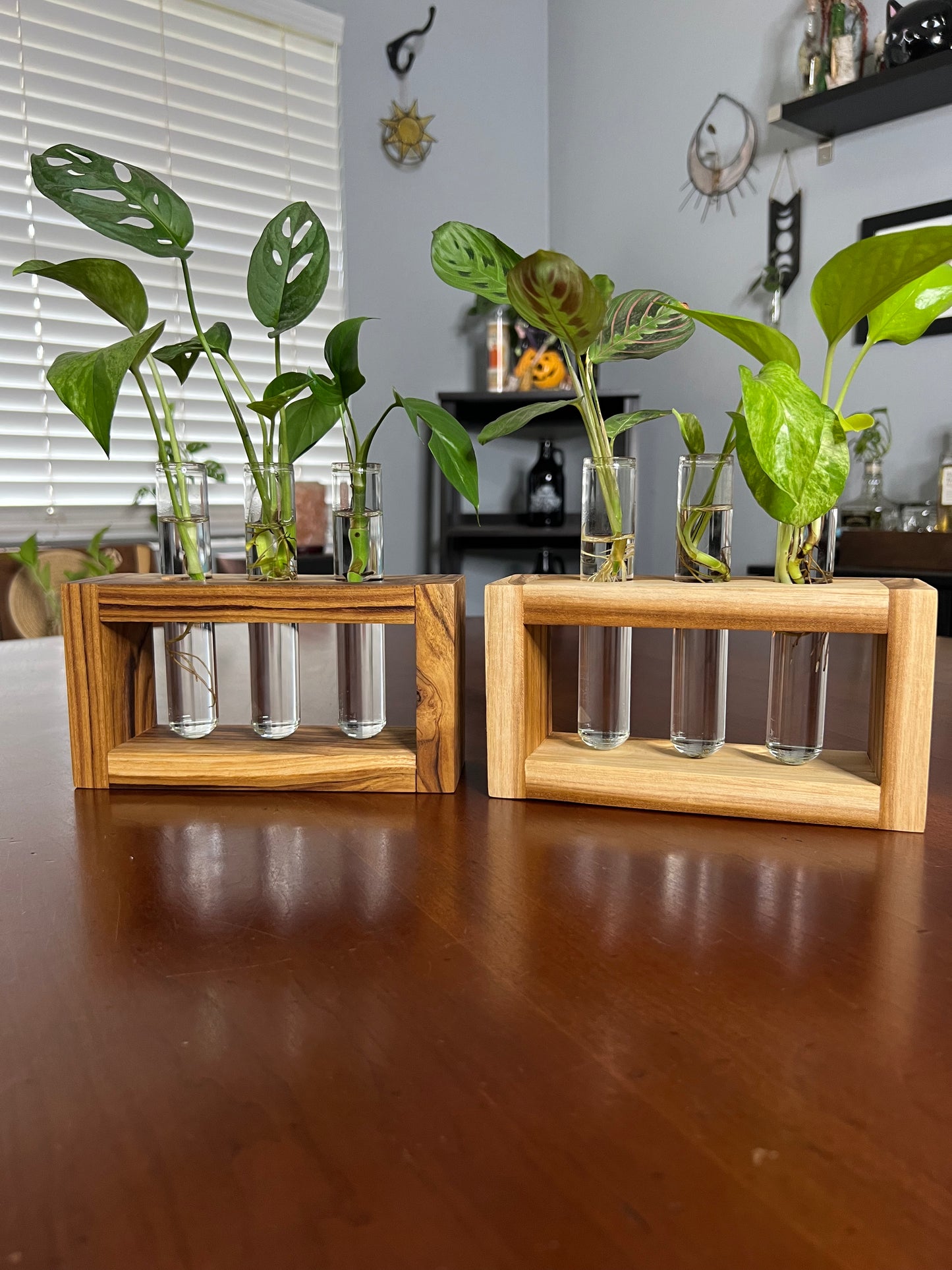 Teak Propagation Station