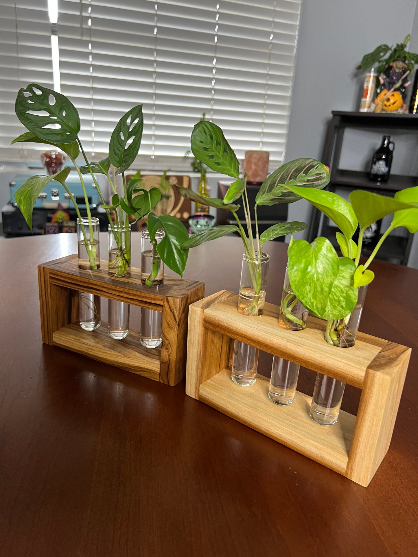 Teak Propagation Station