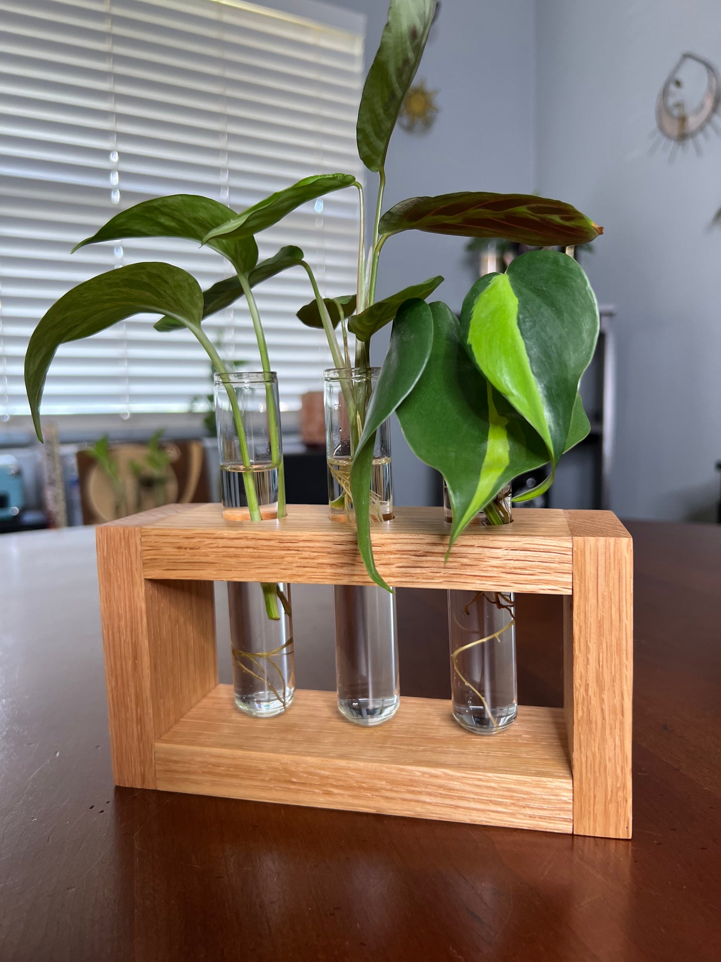 Oak Propagation Station