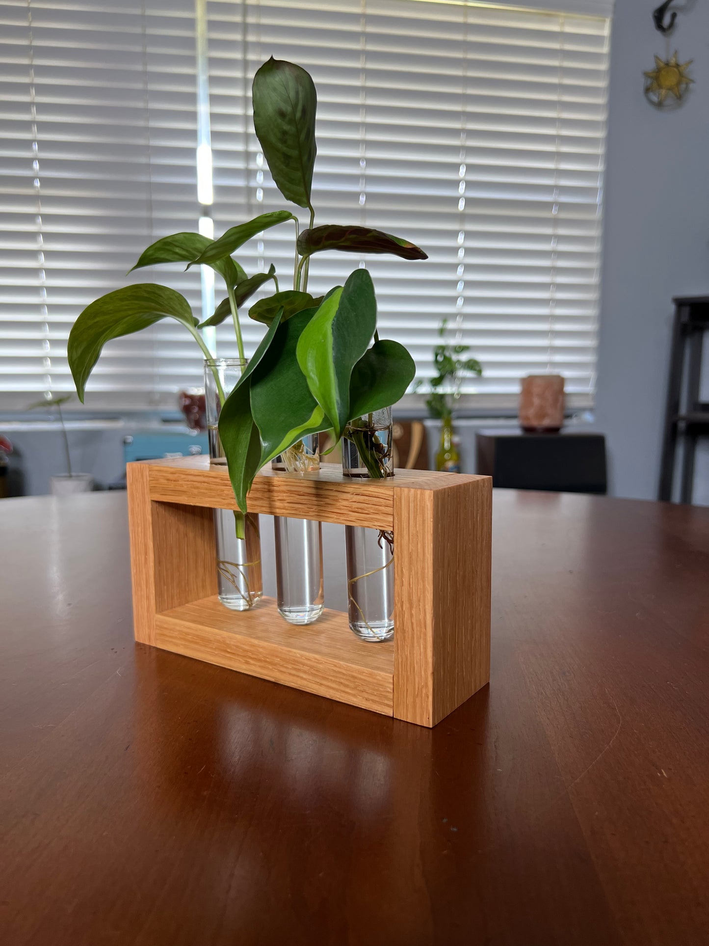 Oak Propagation Station