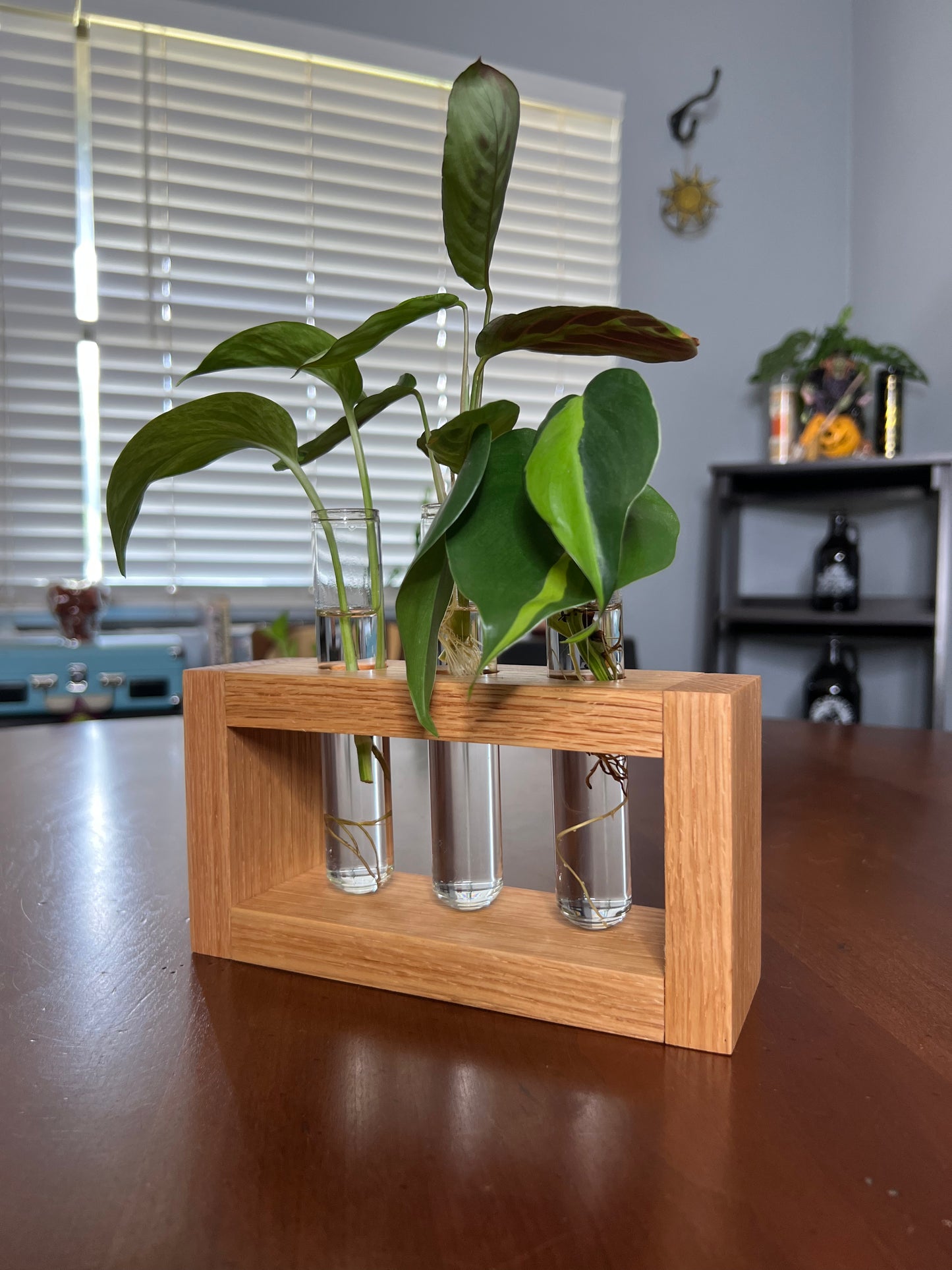 Oak Propagation Station