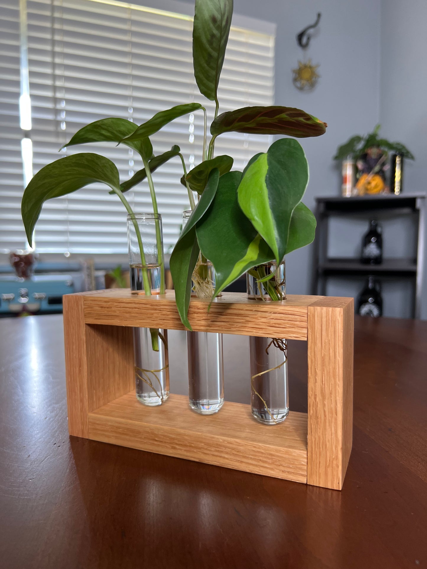 Oak Propagation Station