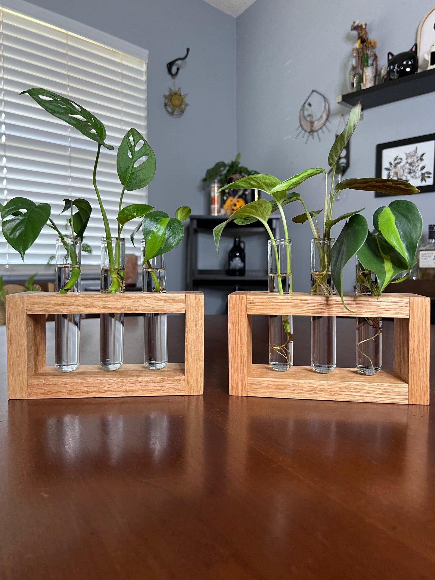 Oak Propagation Station