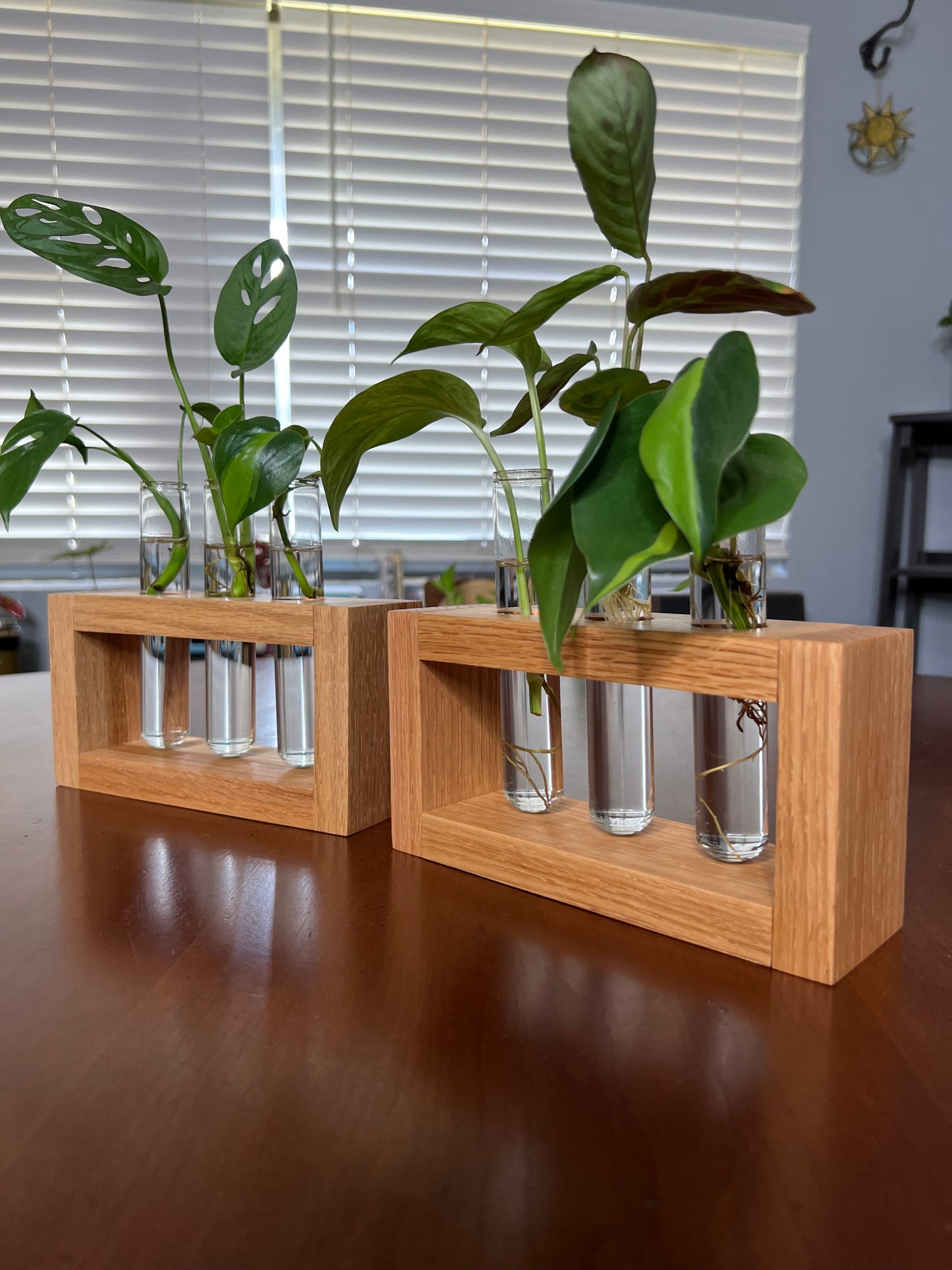 Oak Propagation Station