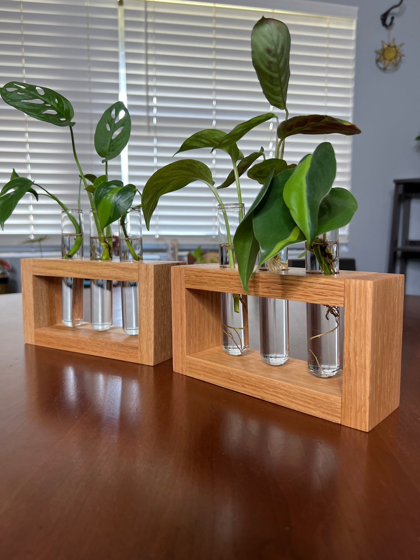 Oak Propagation Station