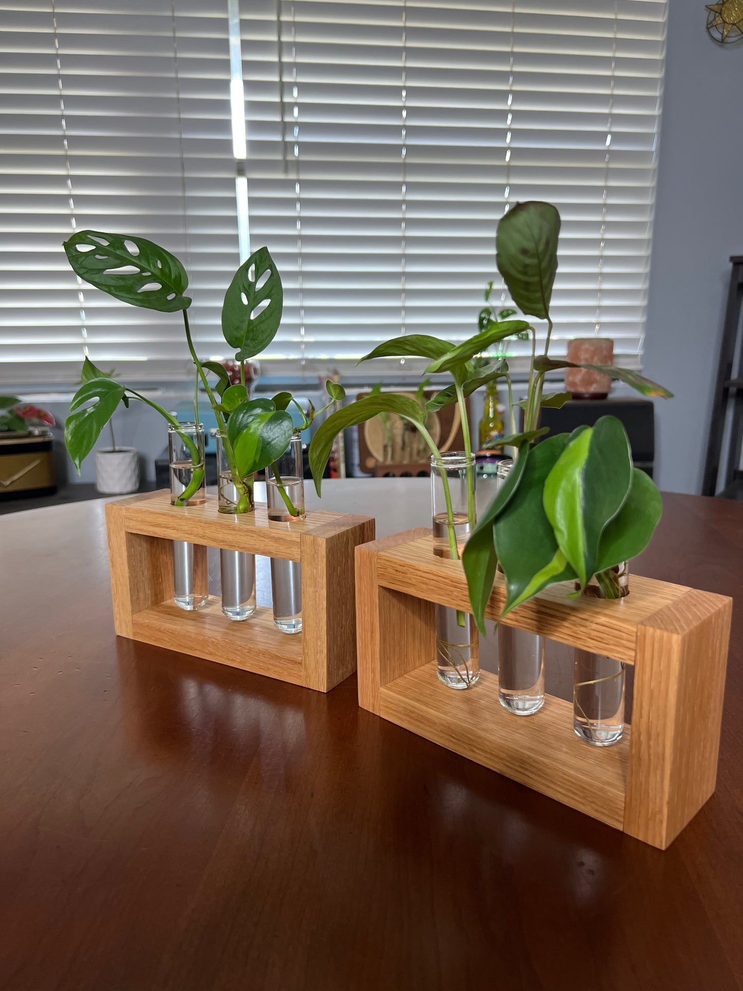 Oak Propagation Station