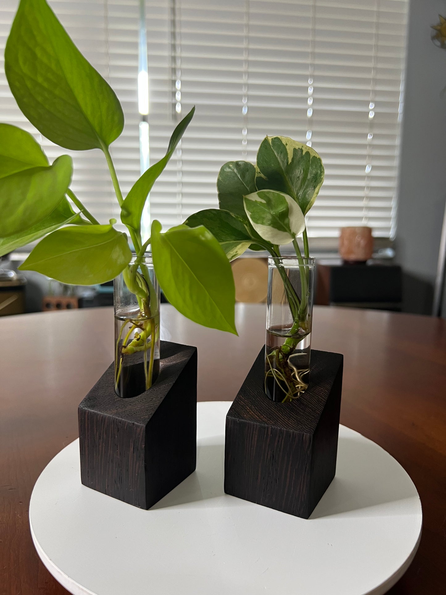 Wenge Propagation Station