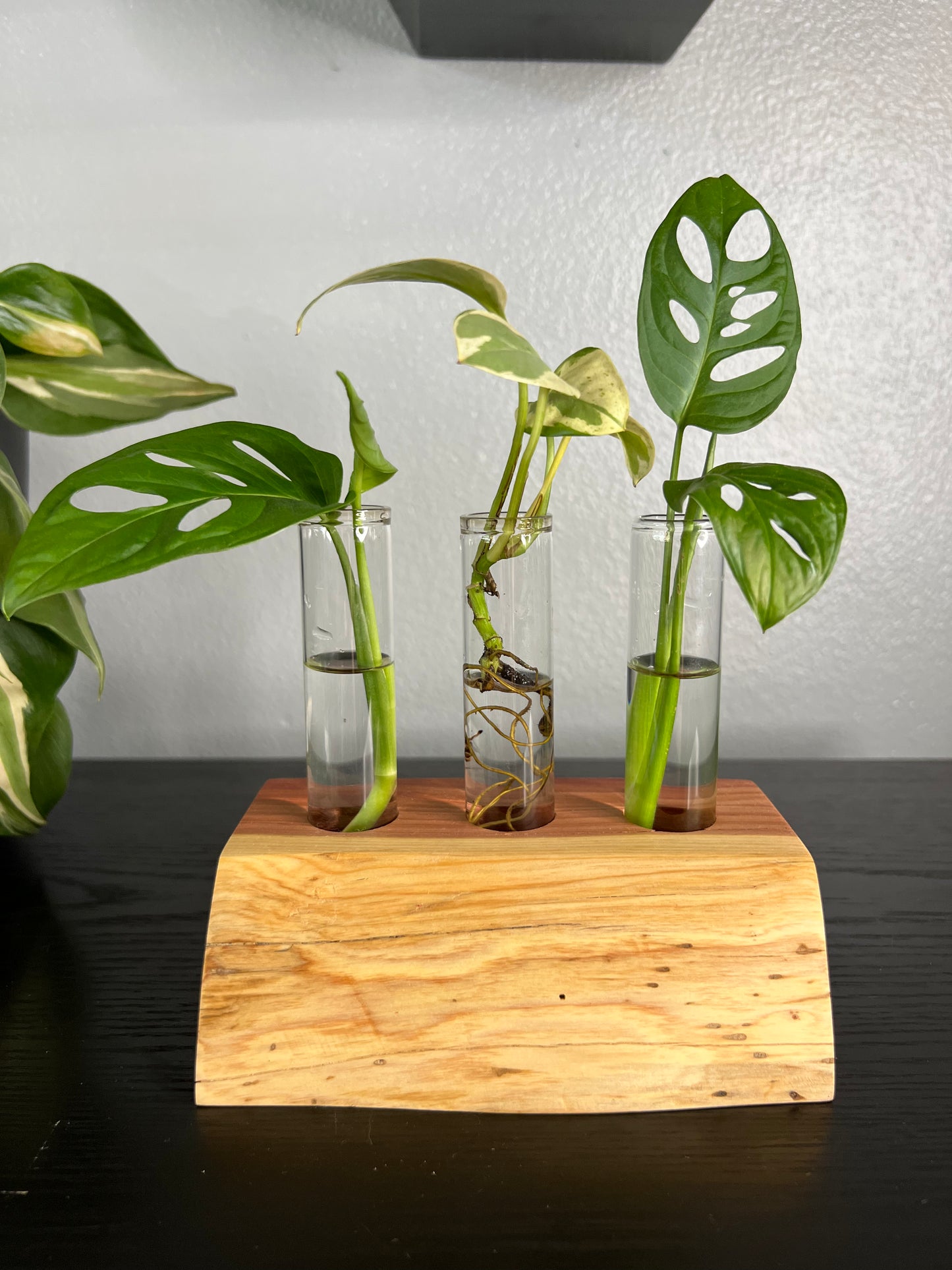 Red Cedar Triple (II)