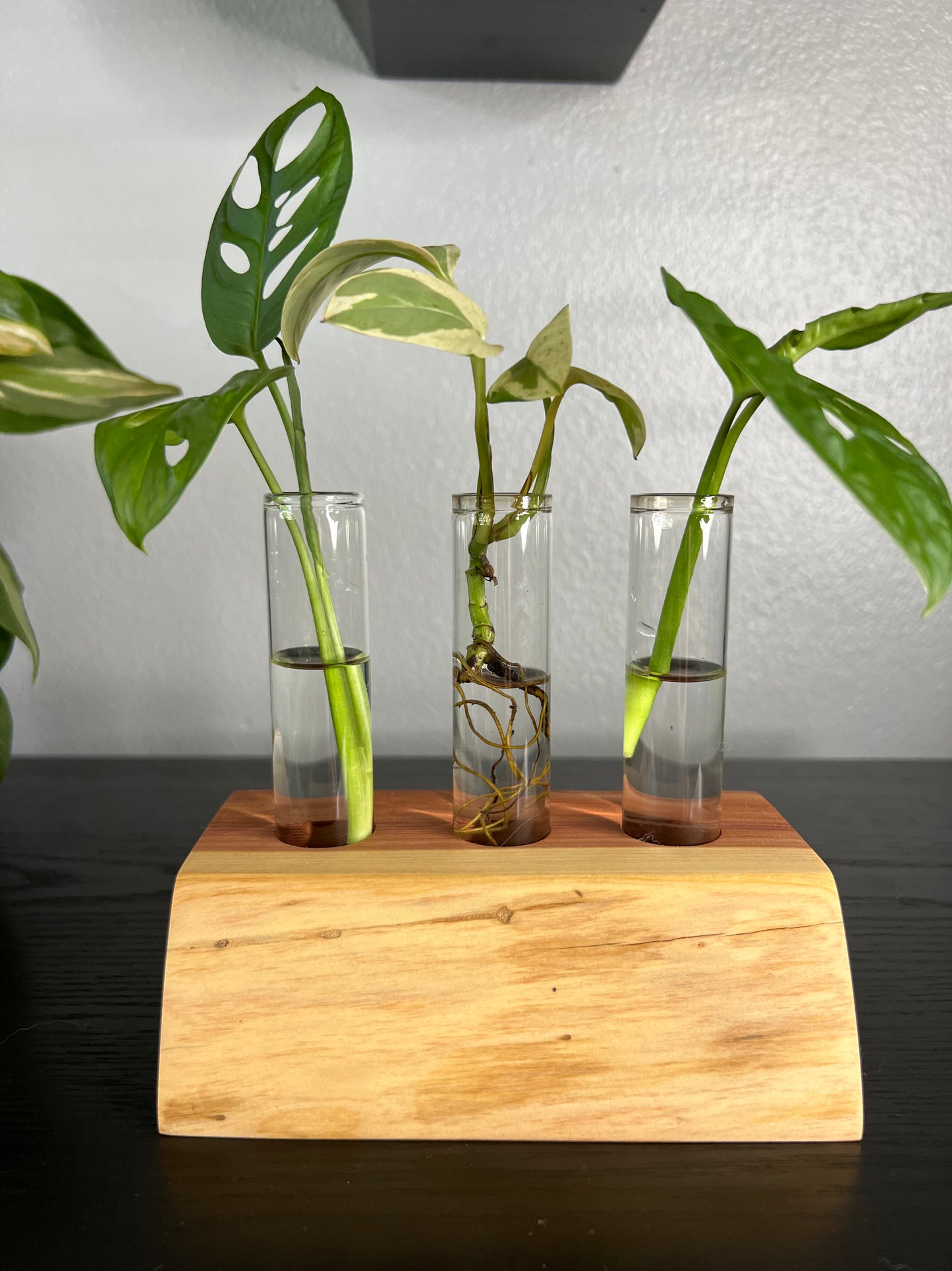 Red Cedar Triple (III)