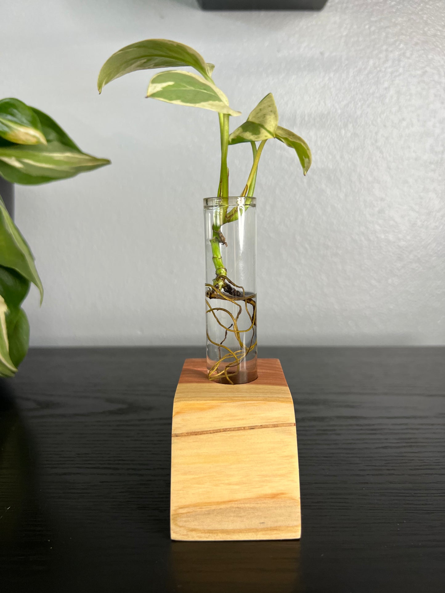 Red Cedar Single