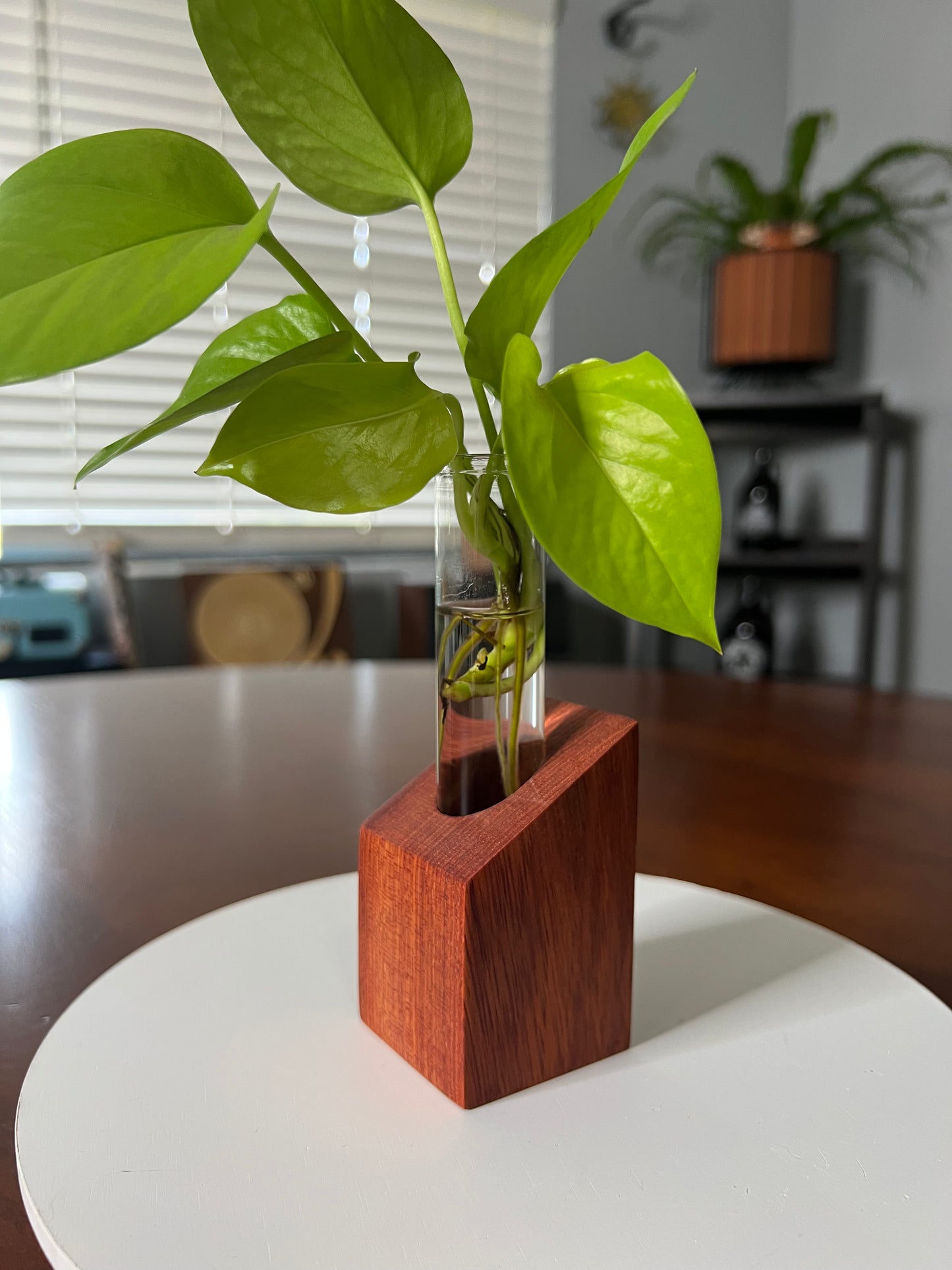 Bloodwood Propagation Stand, Single