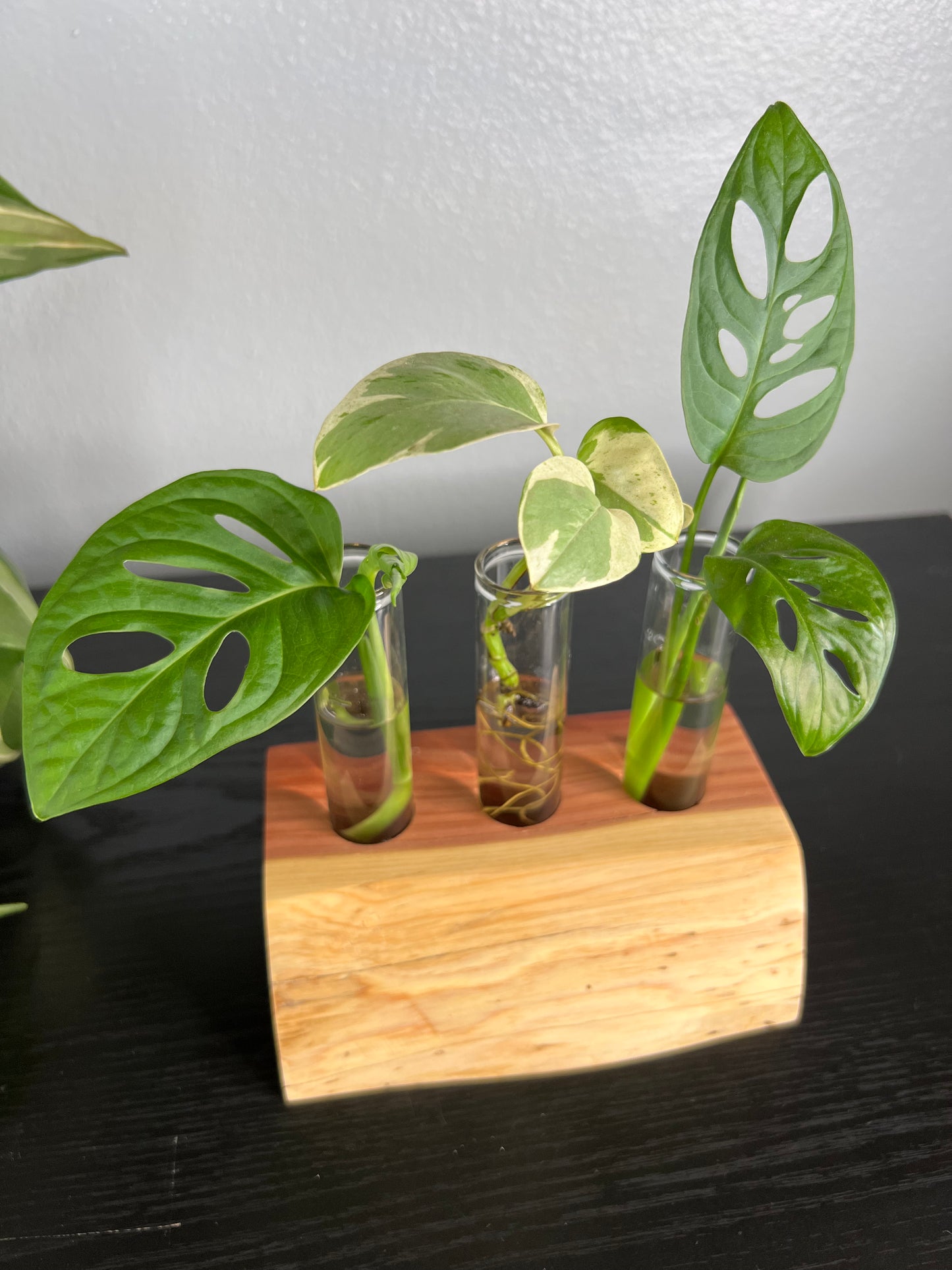 Red Cedar Triple (II)