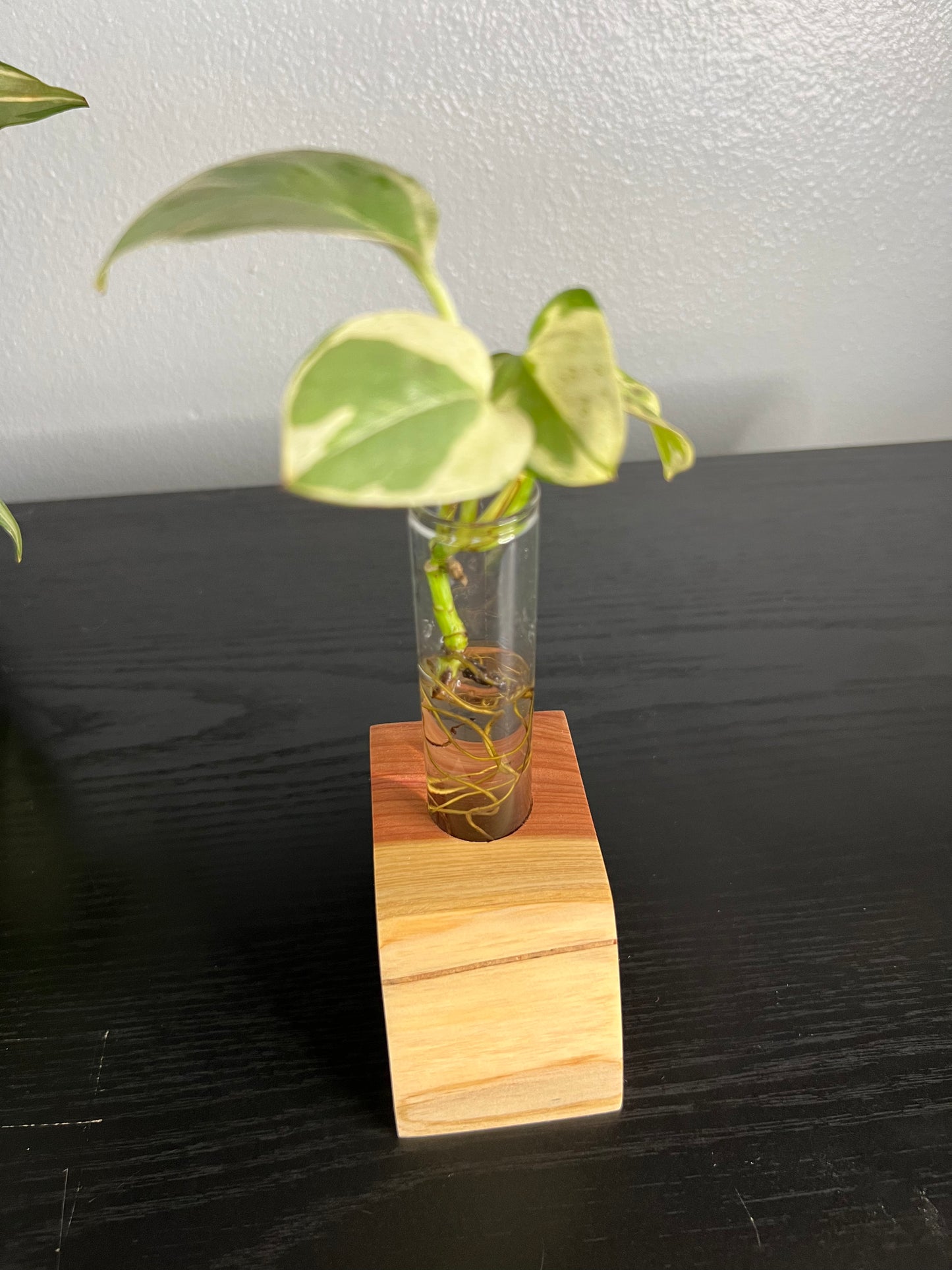 Red Cedar Single