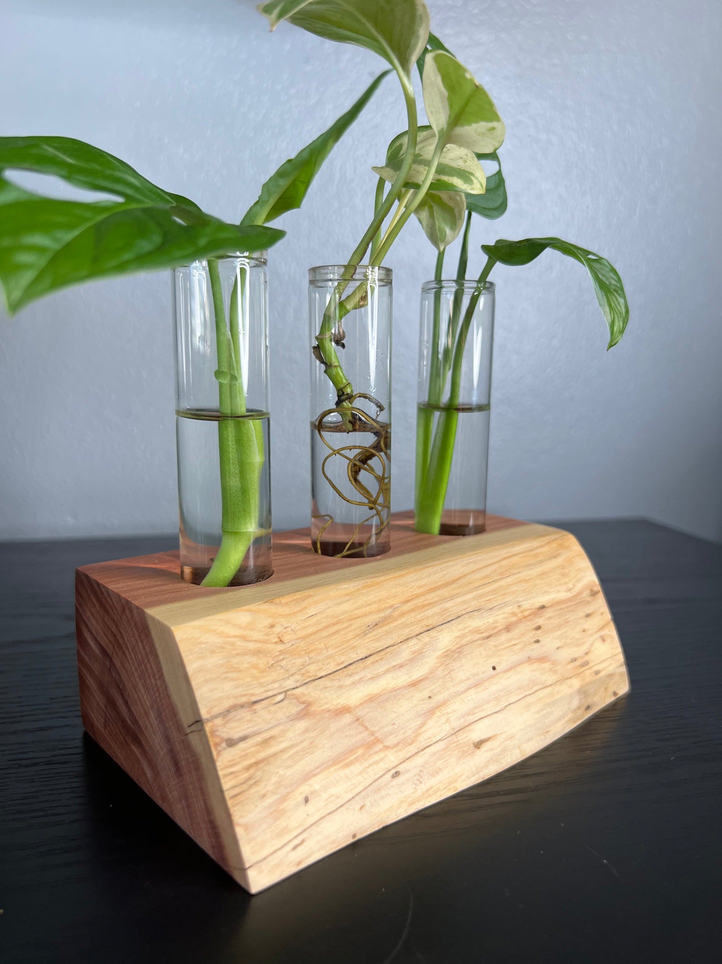 Red Cedar Triple (II)