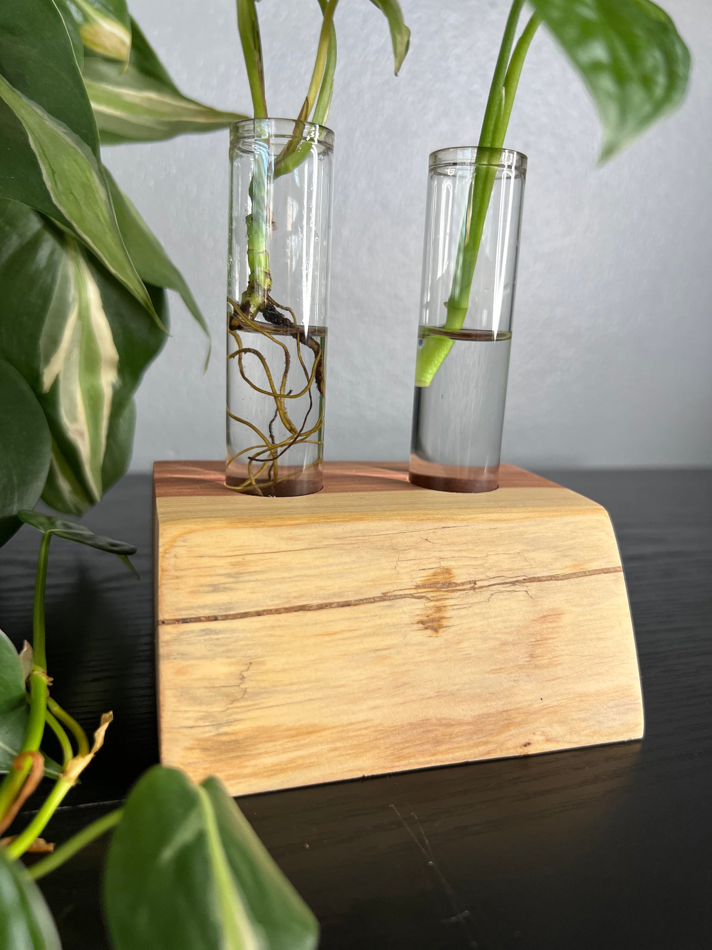 Red Cedar (double)