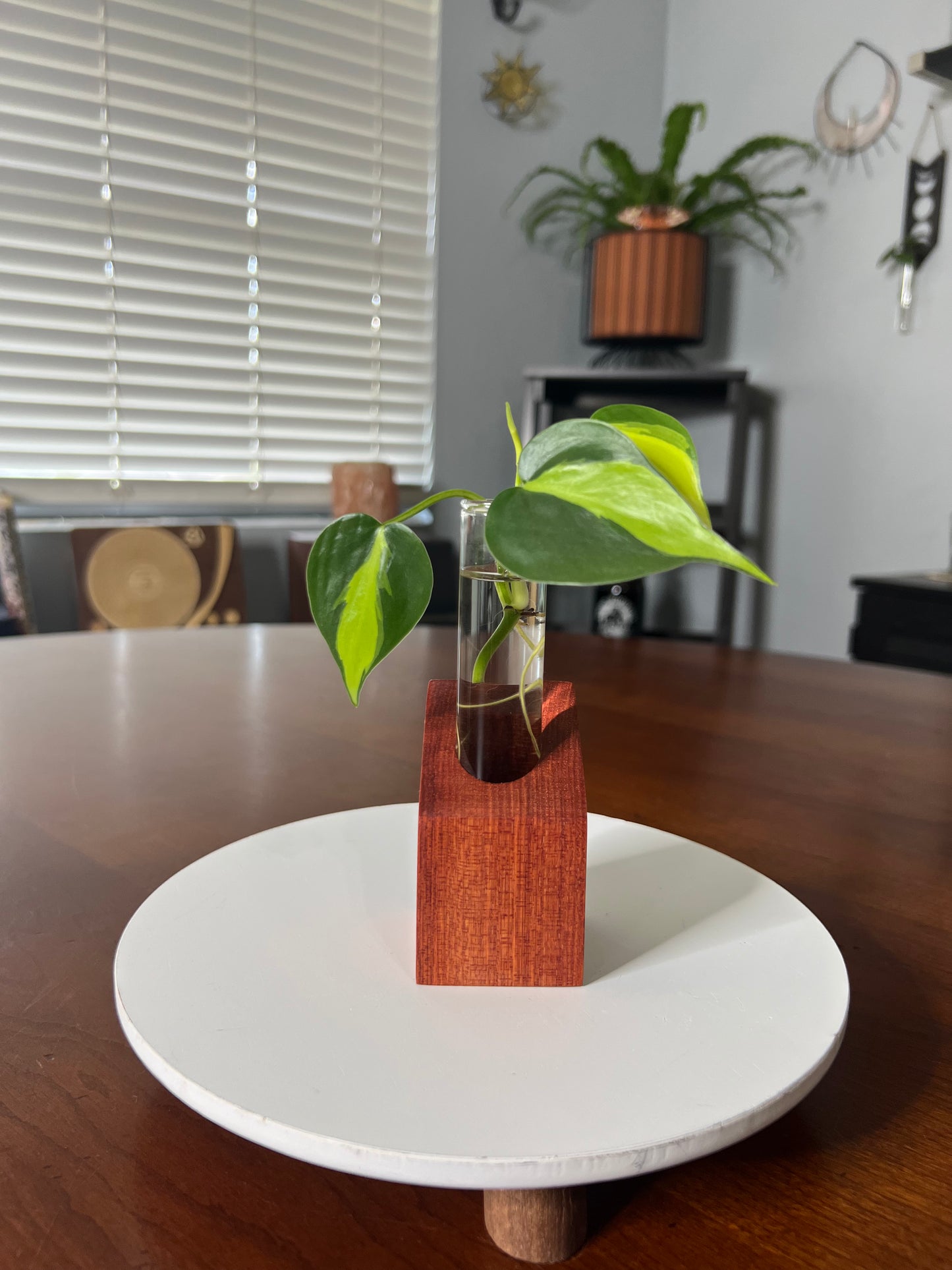 Bloodwood Propagation Station
