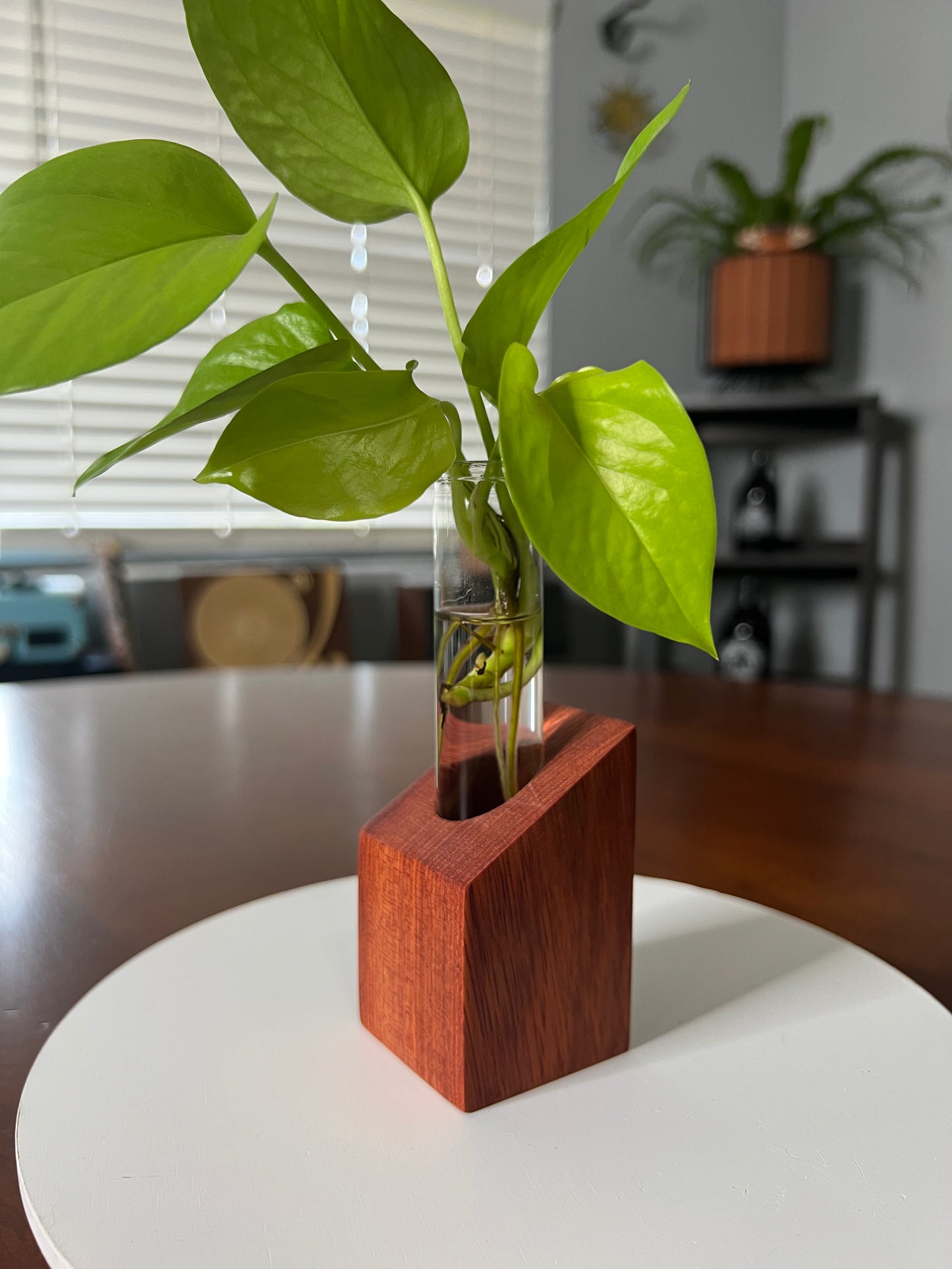 Bloodwood Propagation Station