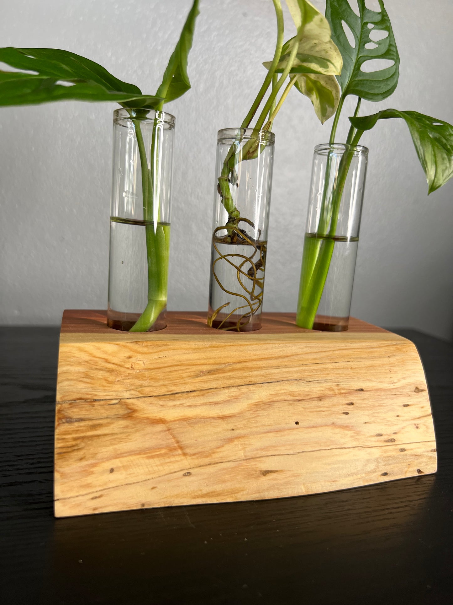 Red Cedar Triple (II)