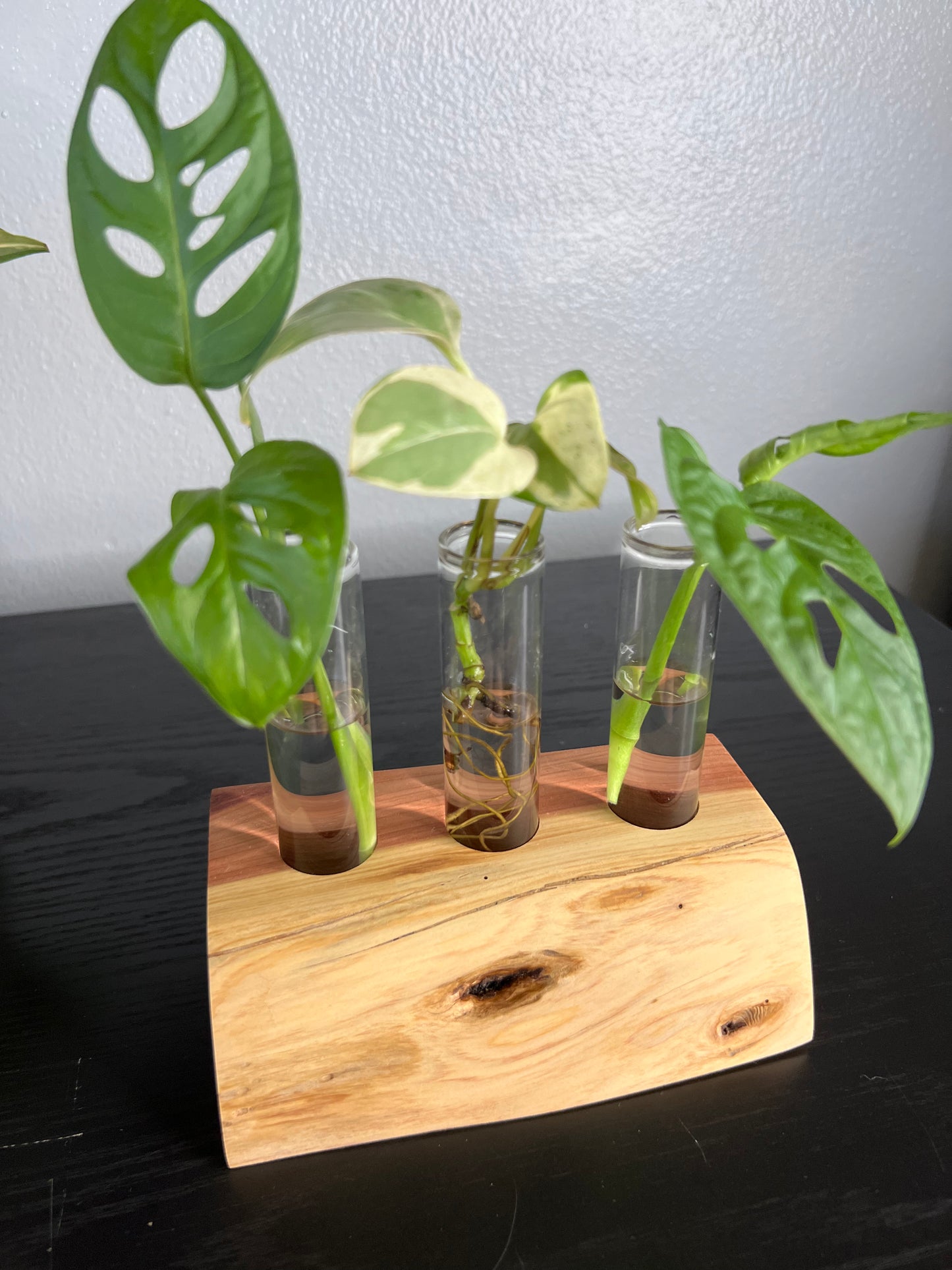 Red Cedar Triple (I)