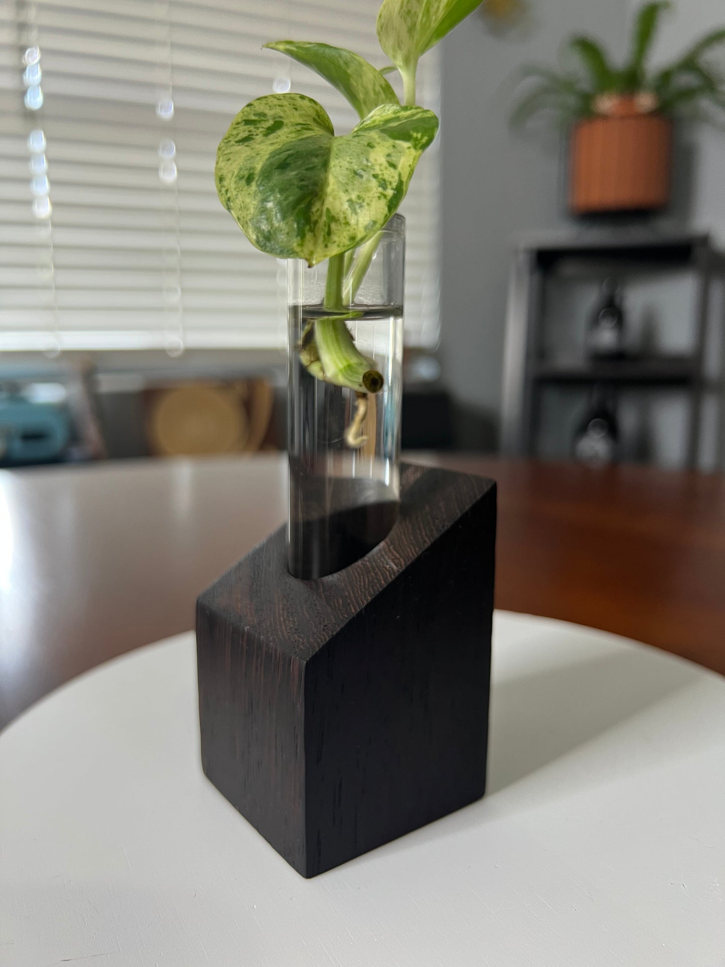 Wenge Propagation Station